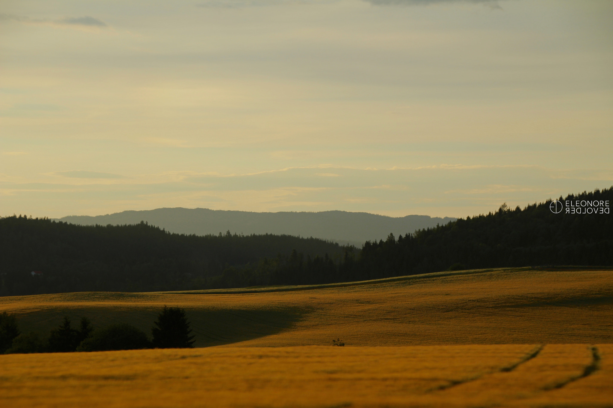 Sigma 18-250mm F3.5-6.3 DC OS HSM sample photo. Yellow veil photography