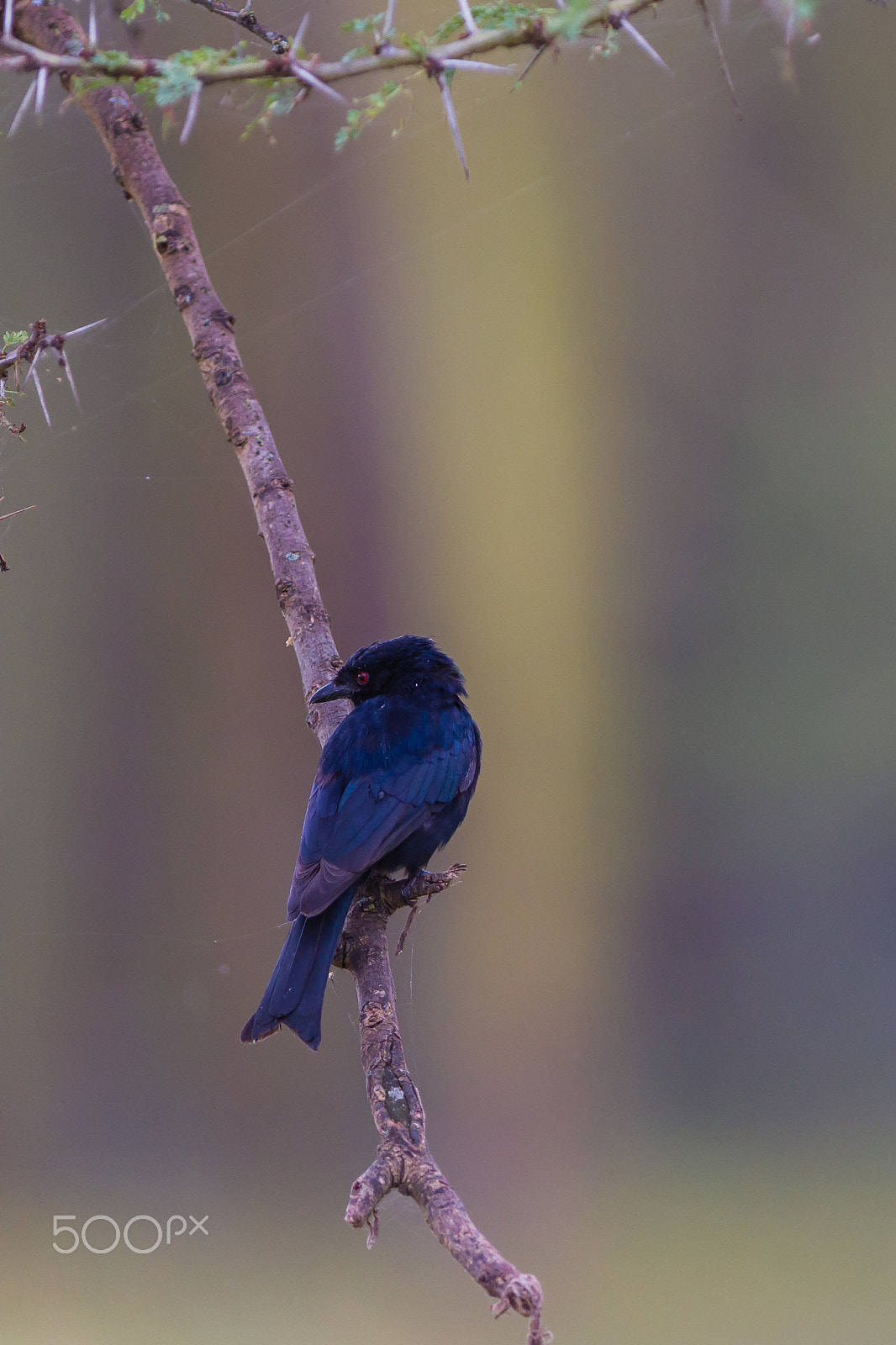 Canon EOS 7D sample photo. Fork-tailed drongo, lake nakuru, kenya photography