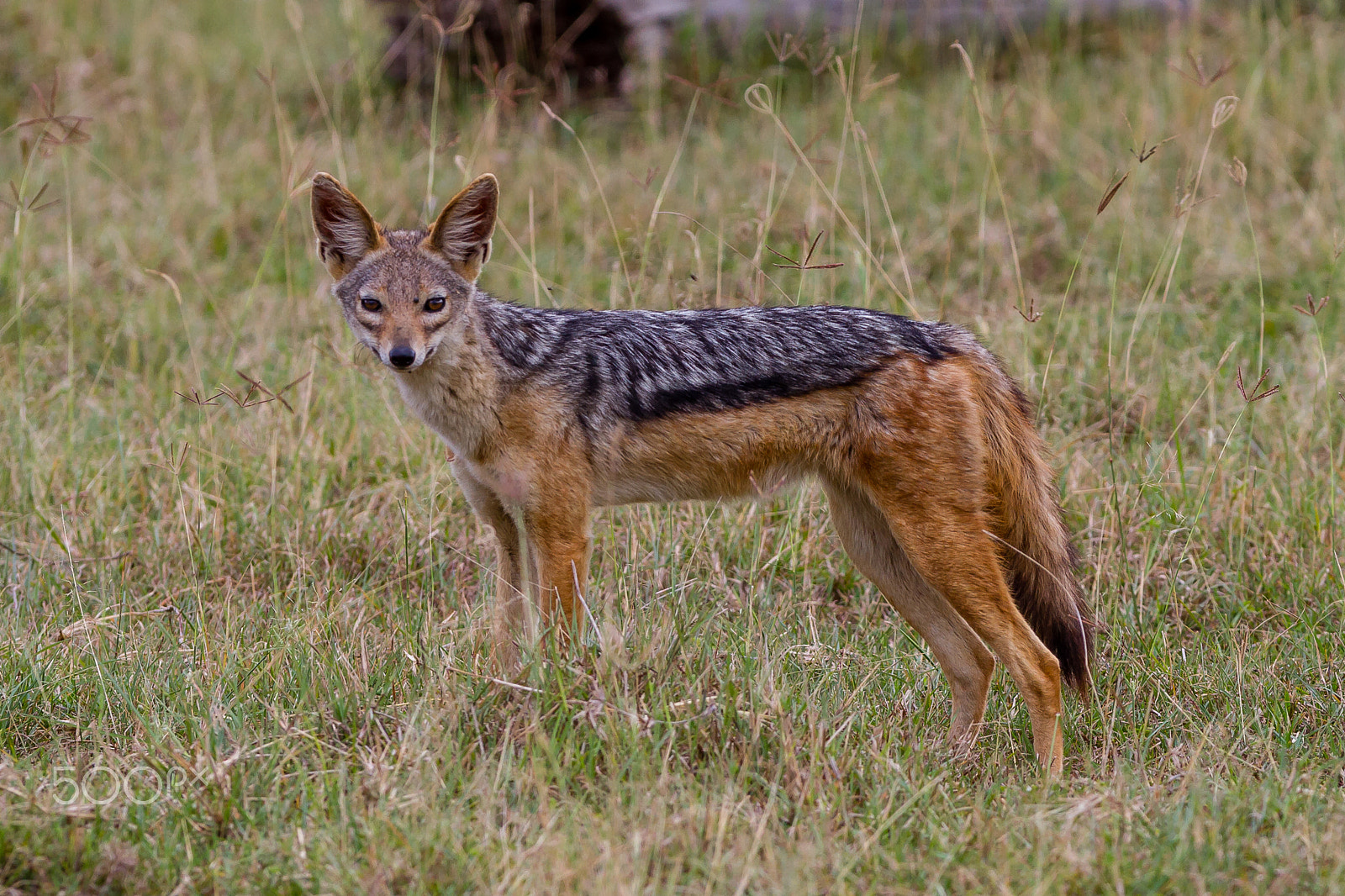 Canon EOS 7D + Canon EF 300mm F2.8L IS USM sample photo. Silver-backed jackal,lake nakuru, kenya photography