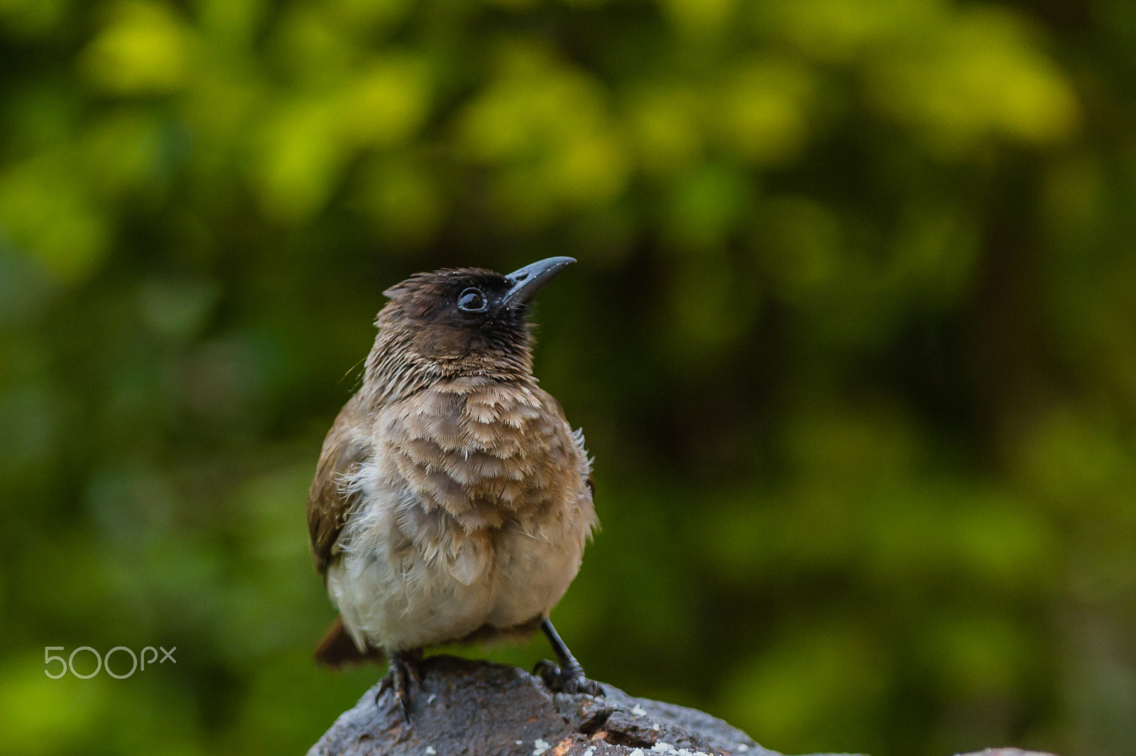 Canon EOS 7D + Canon EF 300mm F2.8L IS USM sample photo. Common bulbul, kenya photography