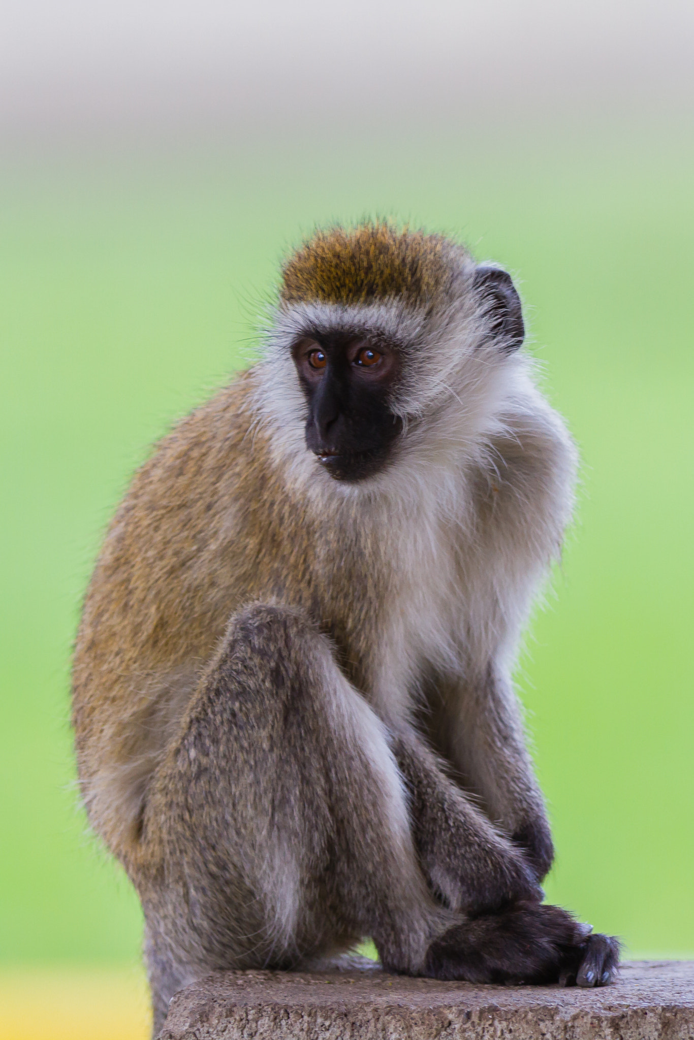 Canon EOS 7D sample photo. Green vervet monkey, lake nakuru, kenya photography