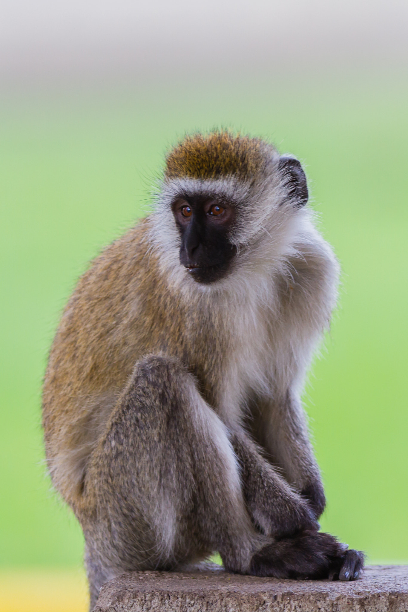 Canon EOS 7D + Canon EF 300mm F2.8L IS USM sample photo. Green vervet monkey, lake nakuru, kenya photography