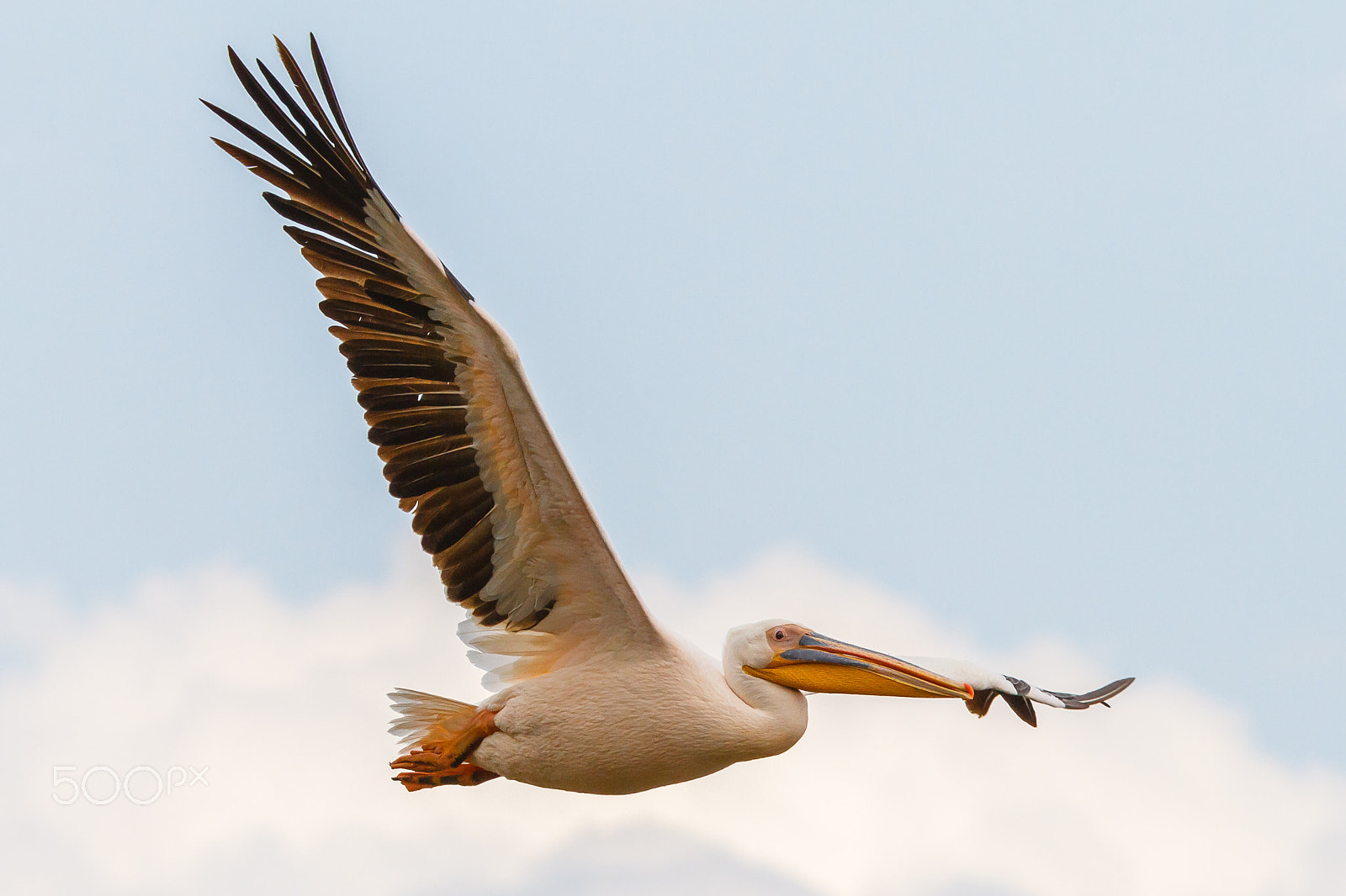Canon EOS 7D sample photo. White pelicans, lake nakuru, kenya photography
