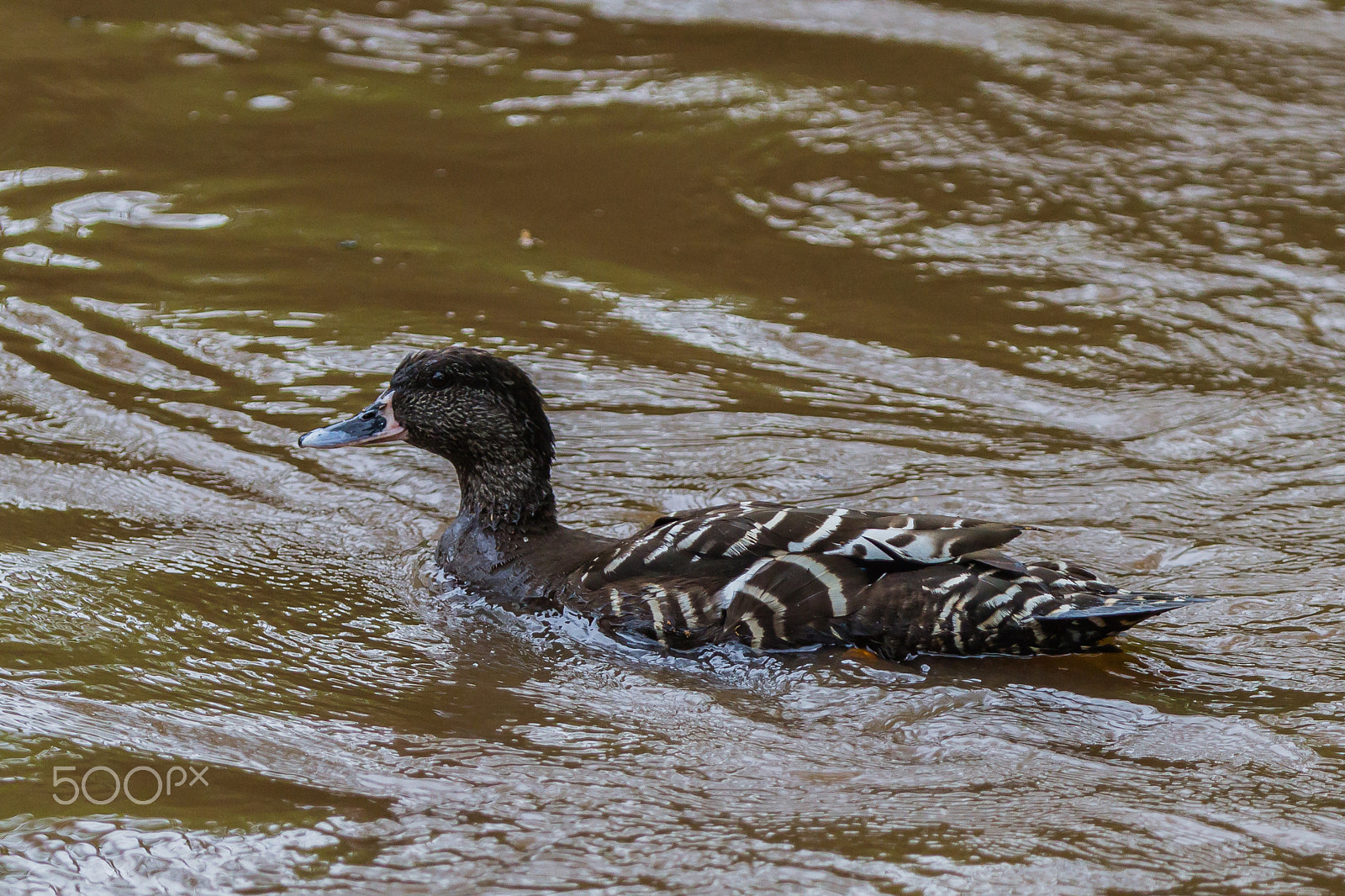 Canon EOS 7D sample photo. African black duck, lake nakuru, kenya photography