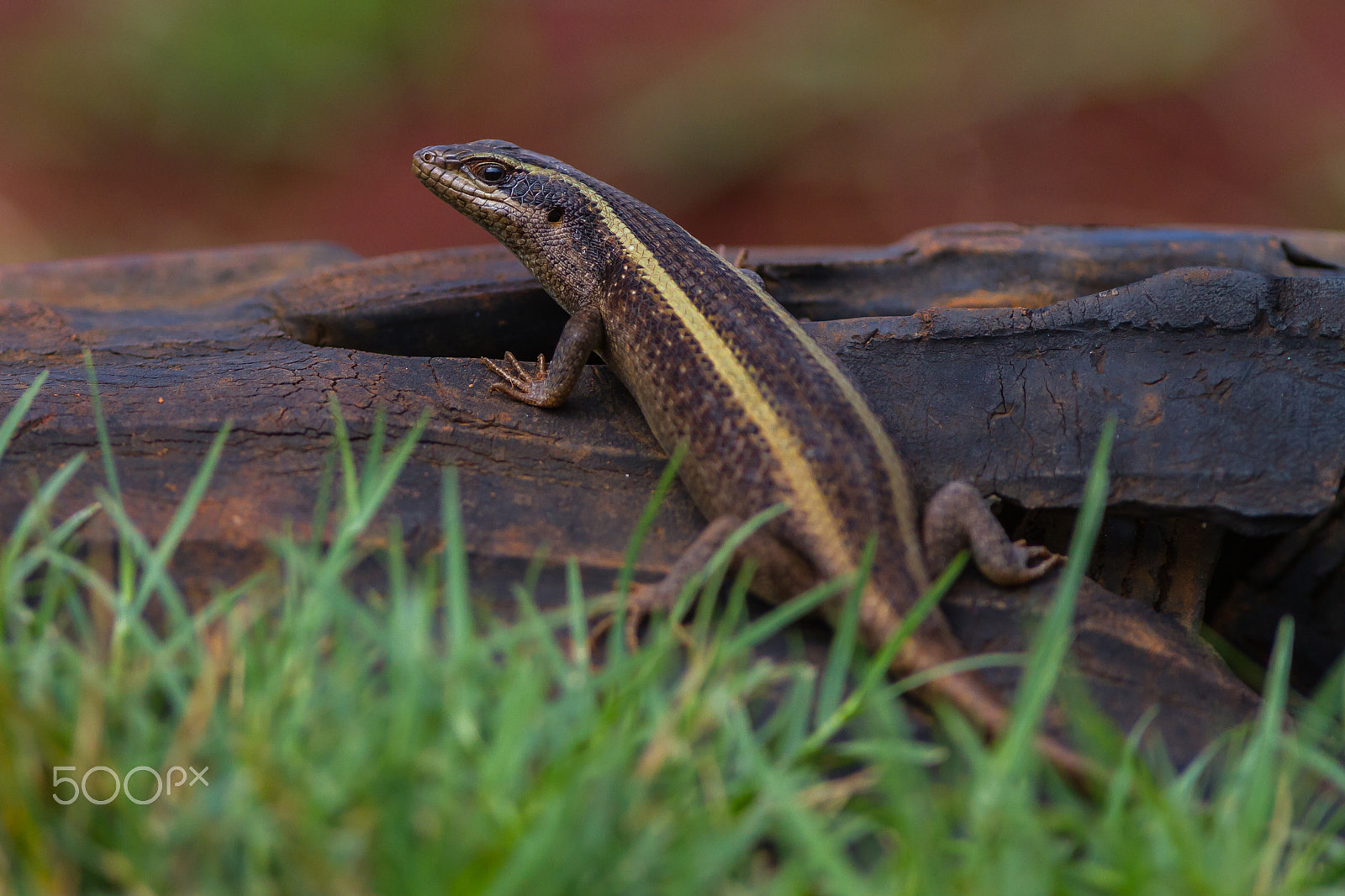 Canon EOS 7D + Canon EF 300mm F2.8L IS USM sample photo. Skink lizard, lake nakuru, kenya photography