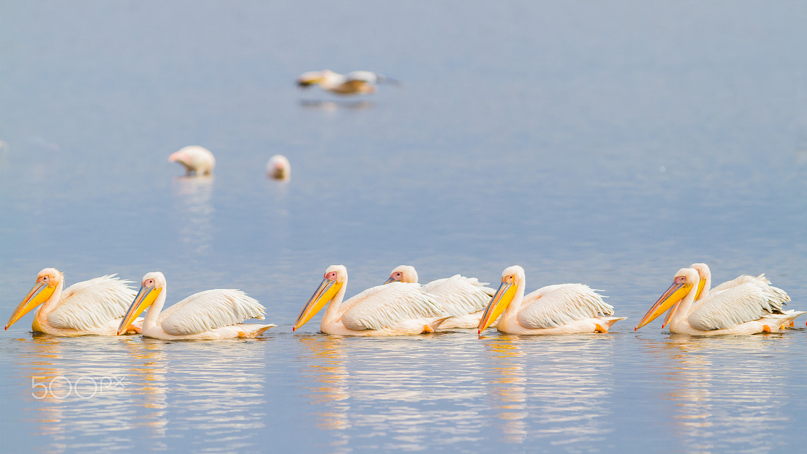 Canon EOS 7D sample photo. Buffalo and white pelicans, lake nakuru, kenya photography