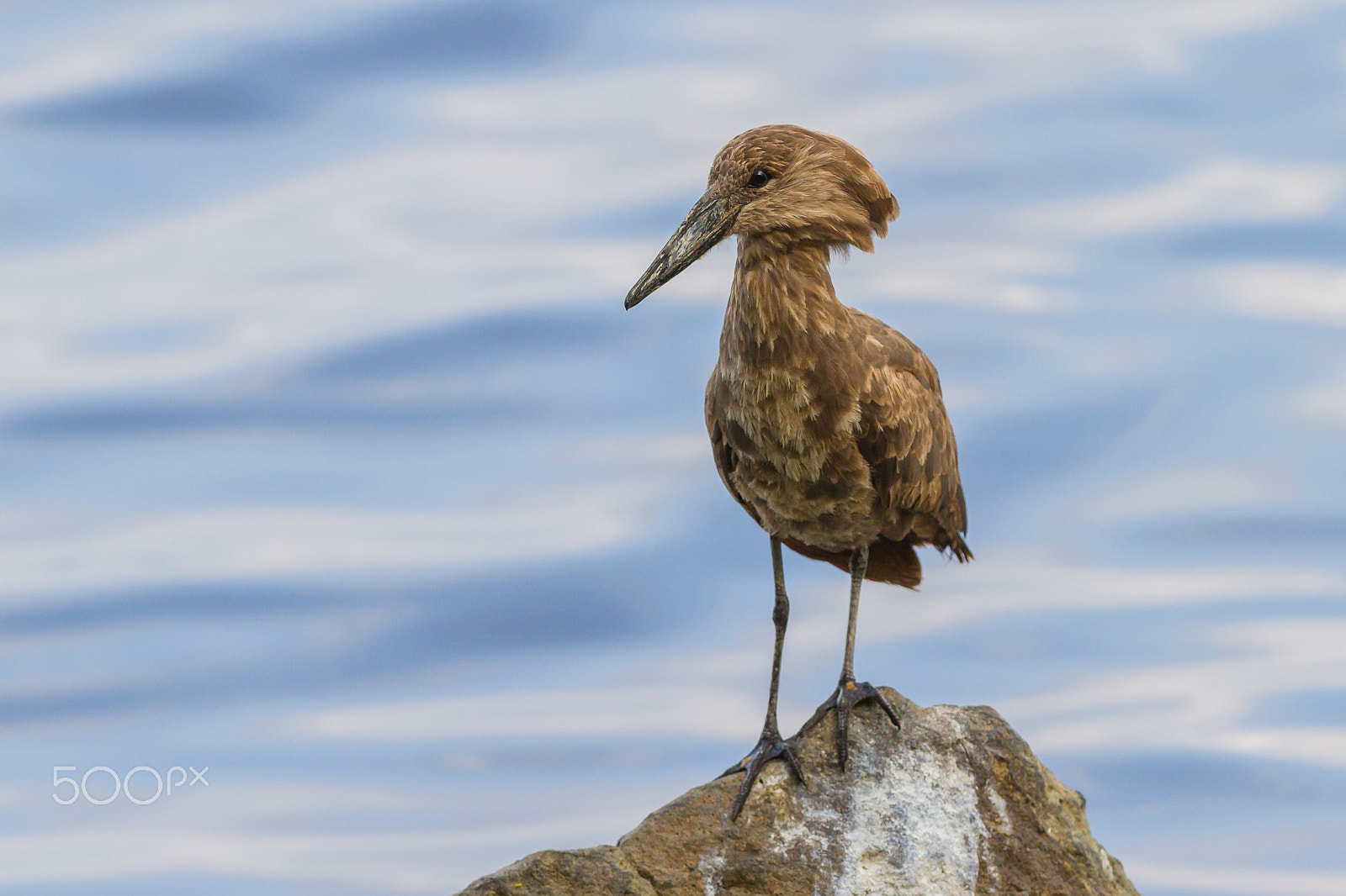 Canon EOS 7D + Canon EF 300mm F2.8L IS USM sample photo. Hamerkop, lake nakuru, kenya photography