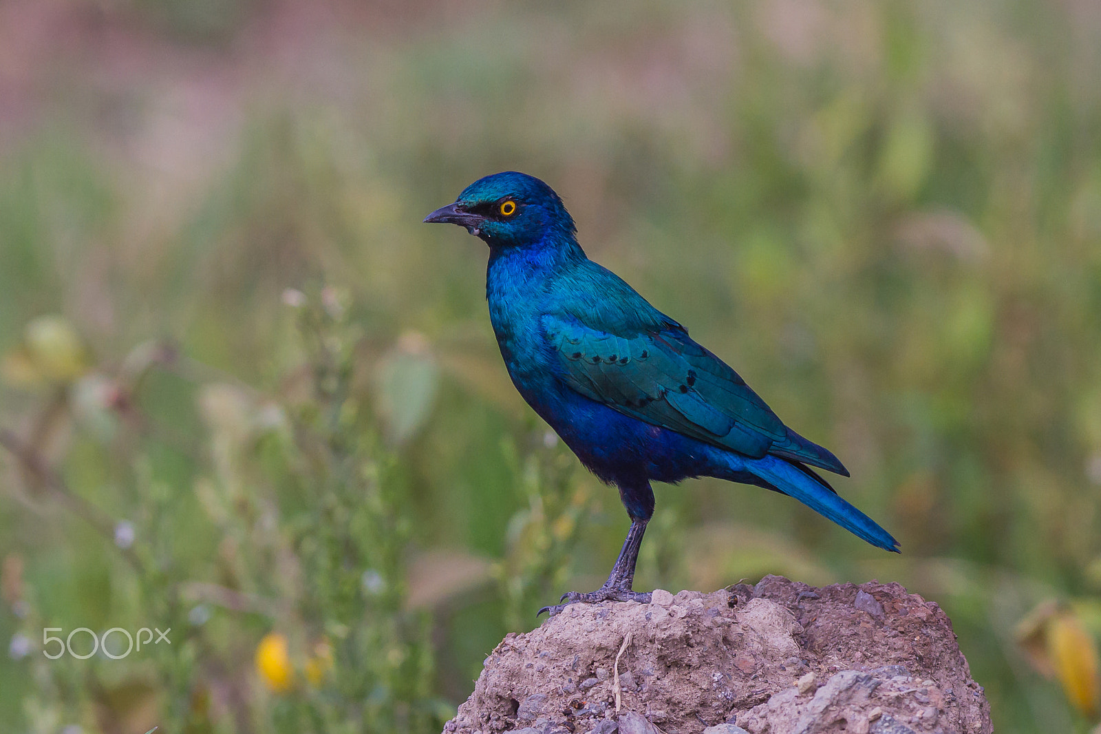Canon EOS 7D + Canon EF 300mm F2.8L IS USM sample photo. Blue starling, lake nakuru, kenya photography