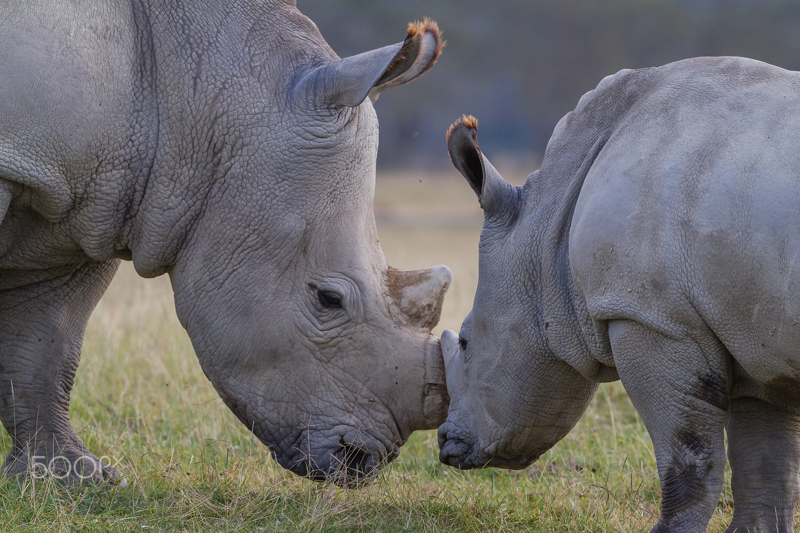 Canon EOS 7D sample photo. White rhino, lake nakuru, kenya photography