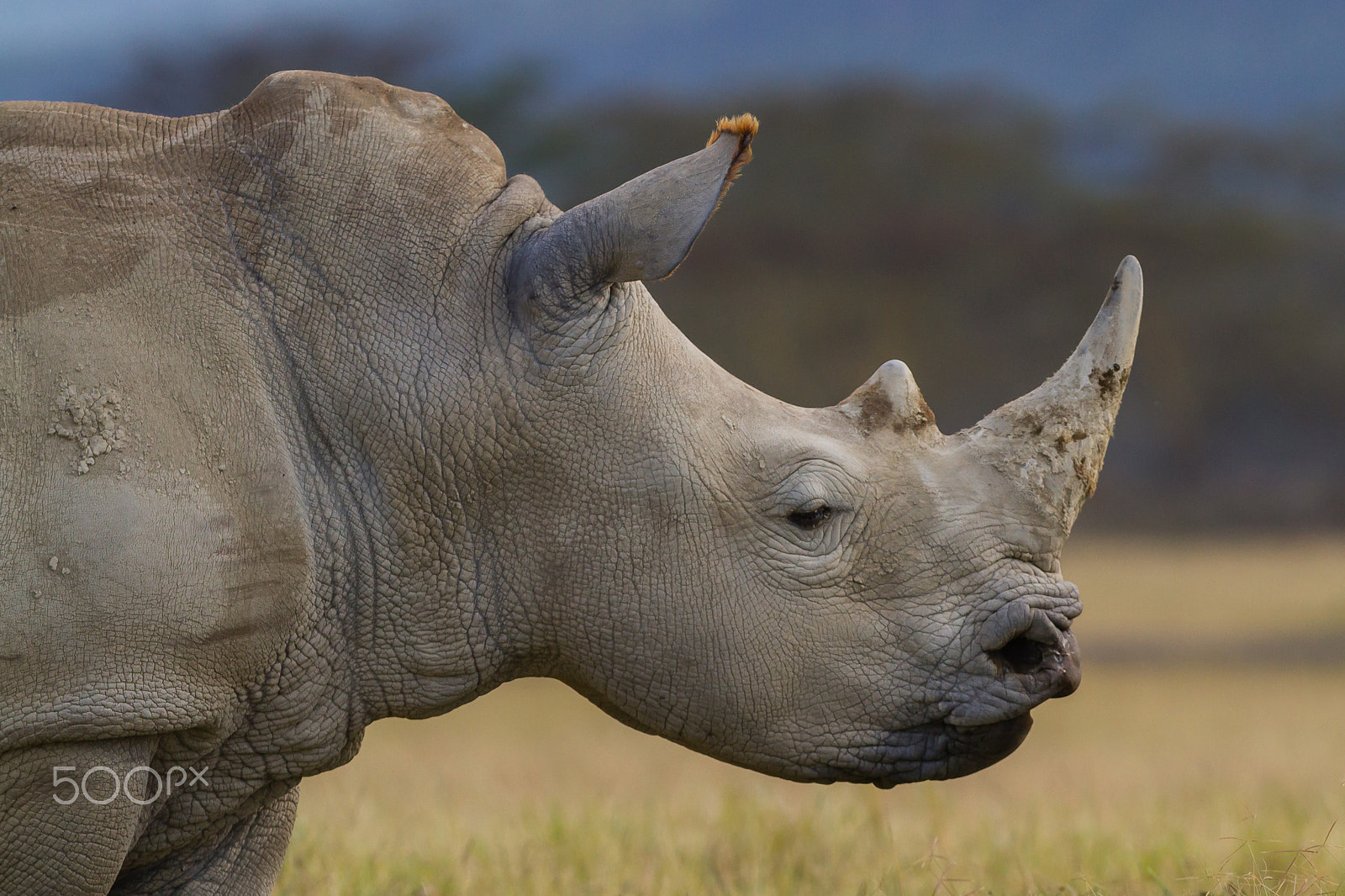 Canon EOS 7D + Canon EF 300mm F2.8L IS USM sample photo. White rhino, lake nakuru, kenya photography