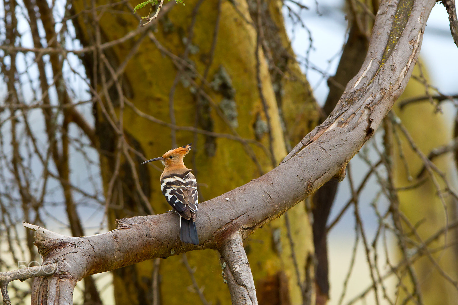 Canon EOS 7D + Canon EF 300mm F2.8L IS USM sample photo. Eurasian hoopoe in tanzania photography