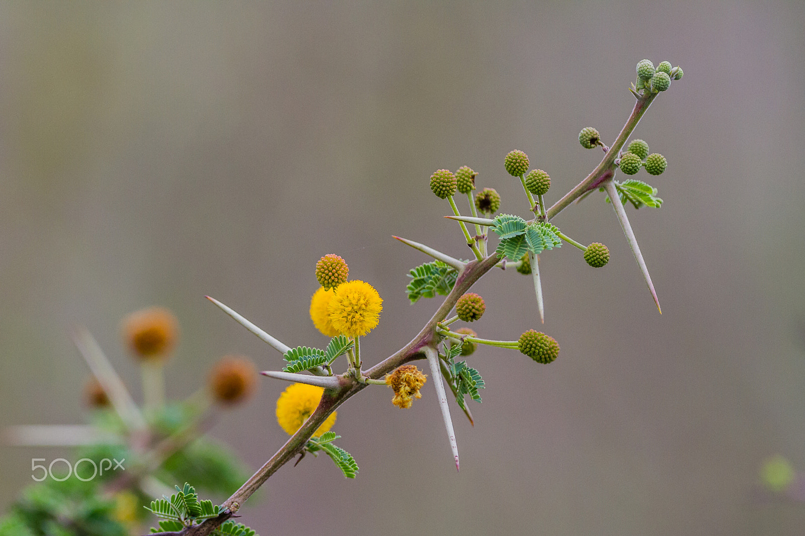 Canon EF 300mm F2.8L IS USM sample photo. Acacia in bloom, tanzania photography