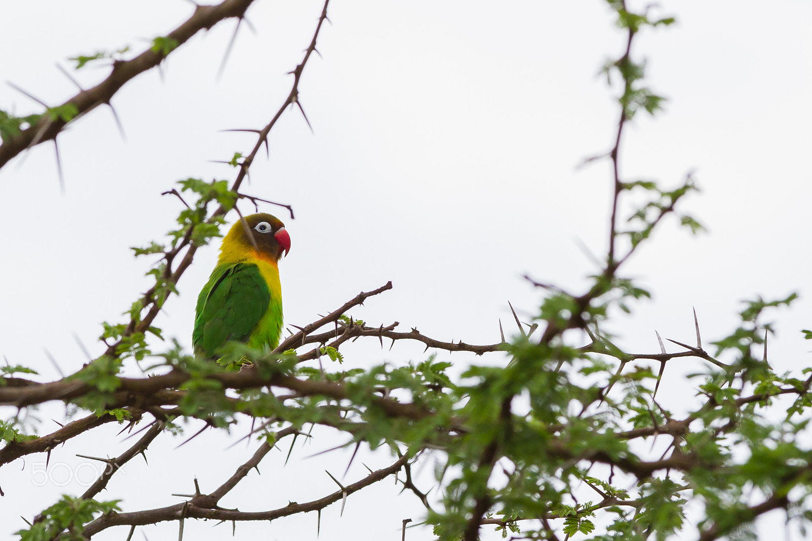 Canon EOS 7D sample photo. Yellow-collared lovebird from tanzania photography
