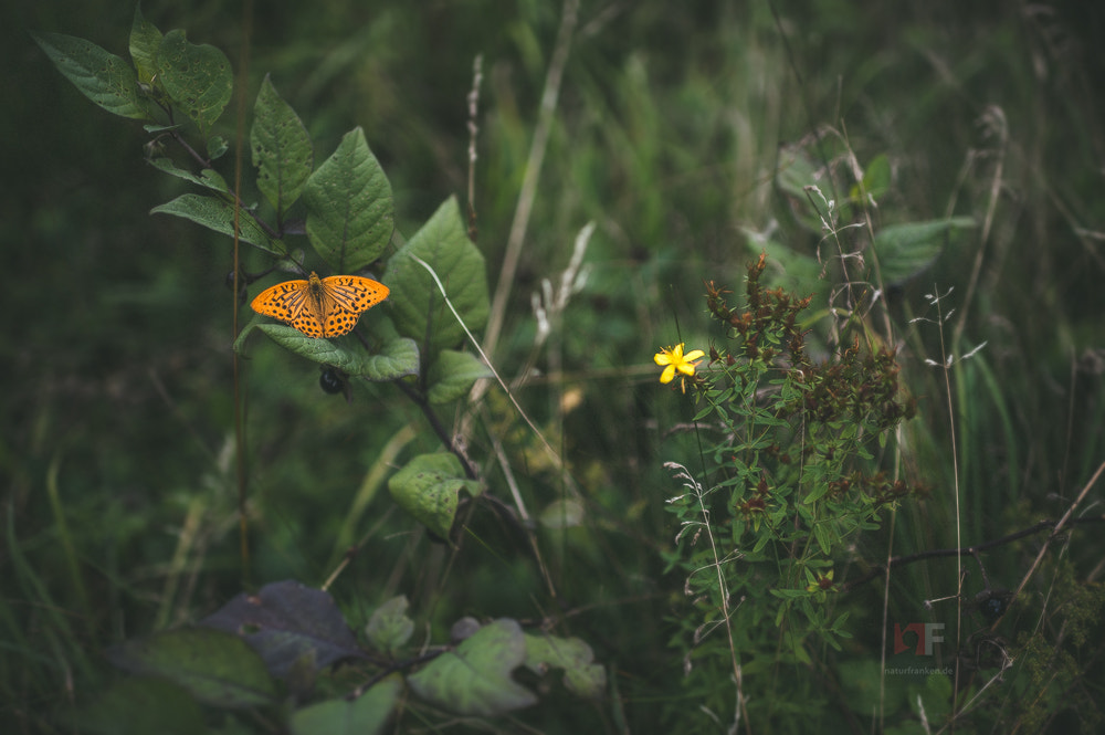 Nikon AF-S Nikkor 35mm F1.4G sample photo. The honesty of chaos and its impressive aesthetics photography