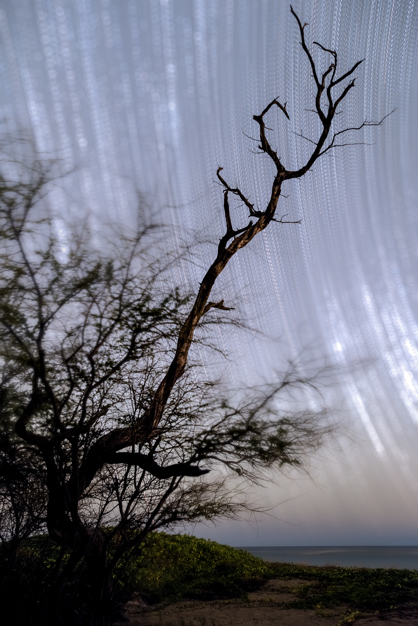 Nikon D810A + ZEISS Otus 28mm F1.4 sample photo. Beach tree photography