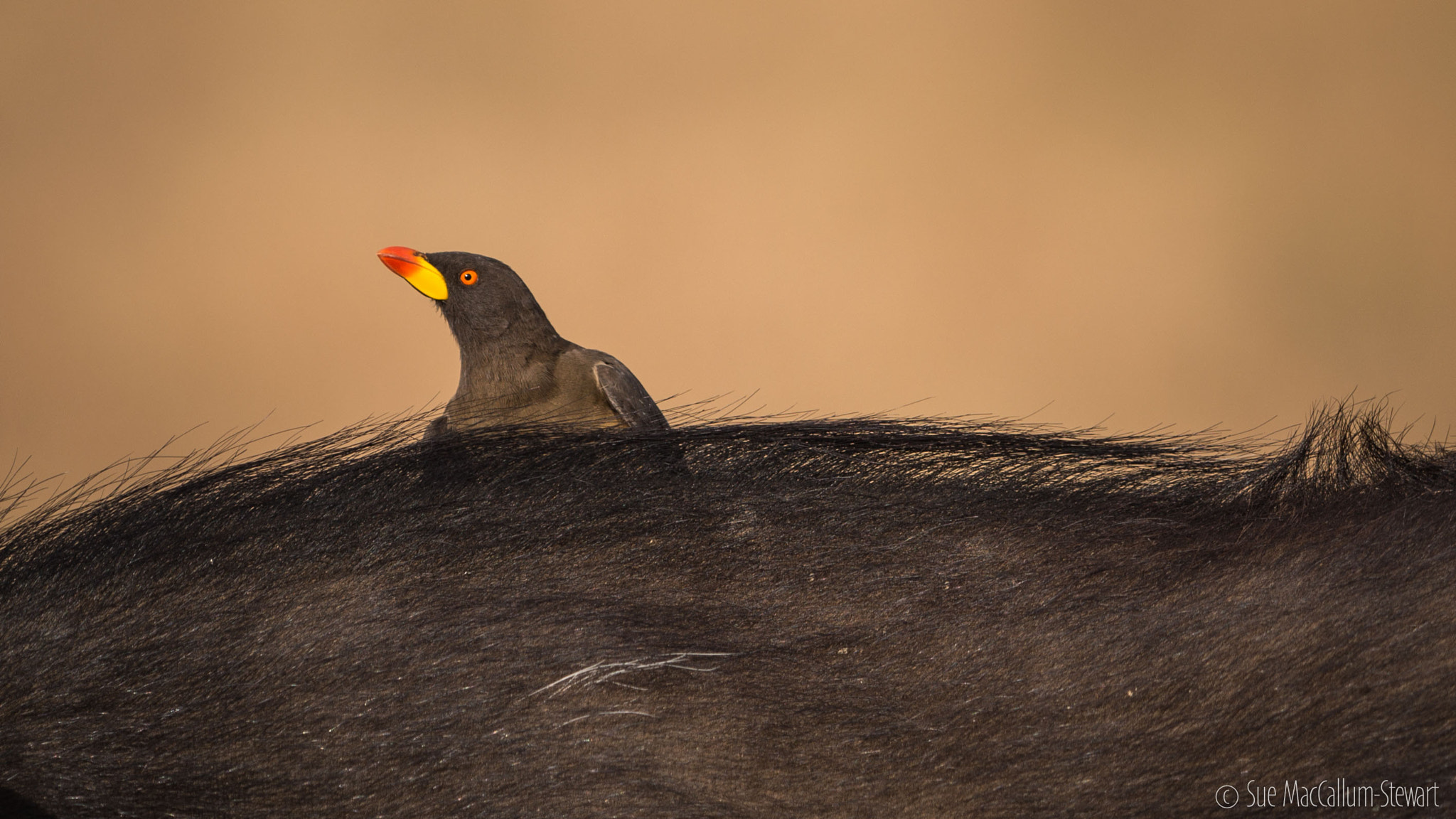 Olympus OM-D E-M5 + OLYMPUS M.300mm F4.0 sample photo. Oxpecker photography