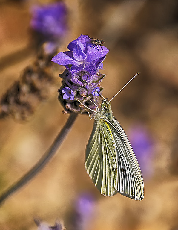 Sigma 18-250mm F3.5-6.3 DC Macro OS HSM sample photo. Dueto photography