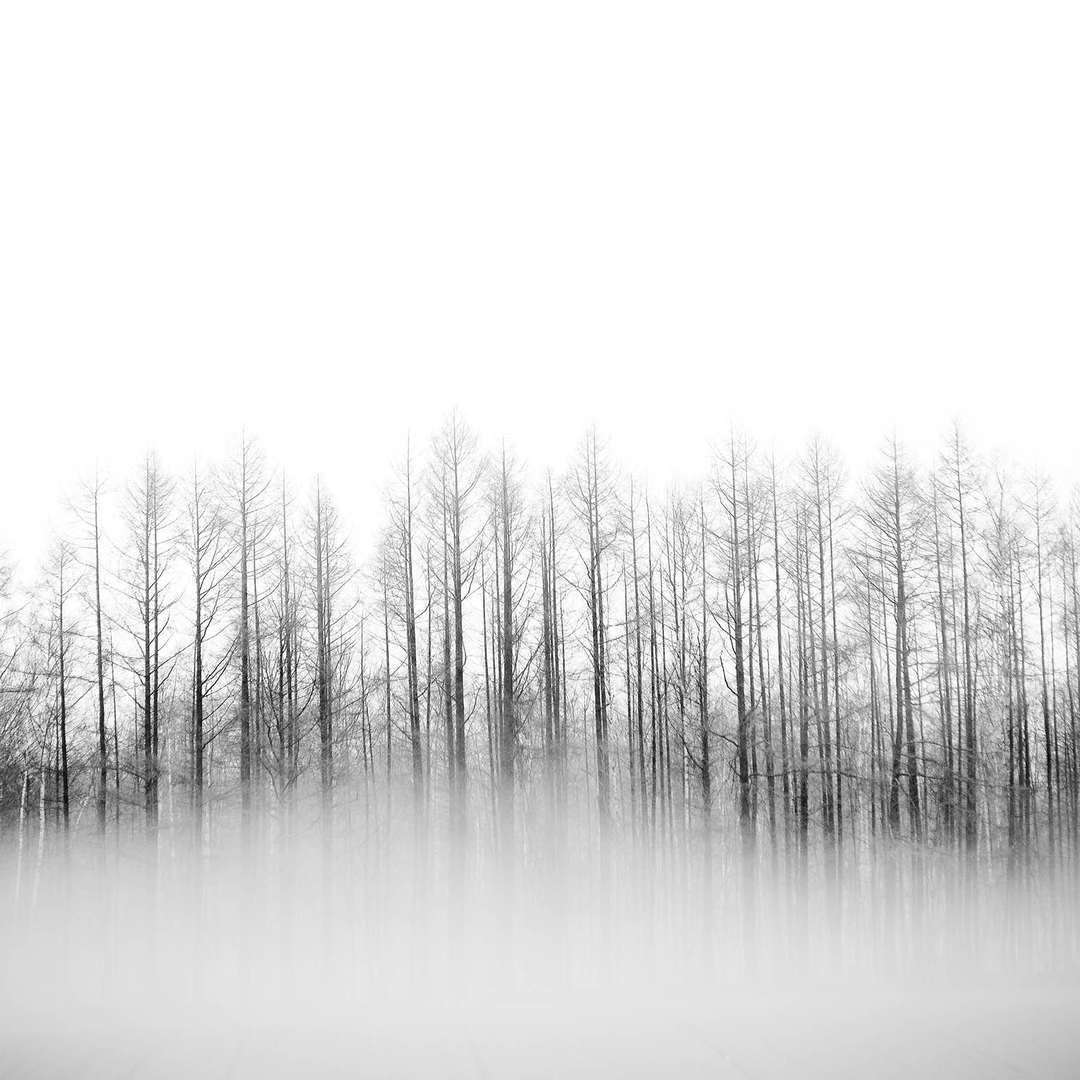 Nikon D3X sample photo. Trees in the mist photography