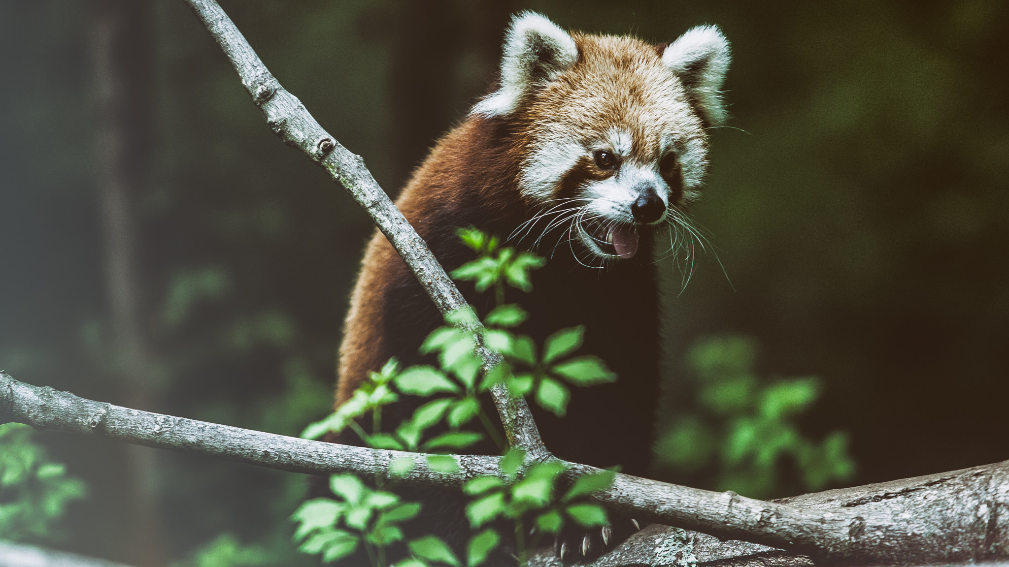 Canon EOS-1D Mark III + Canon EF 70-200mm F2.8L USM sample photo. Chinese red panda photography