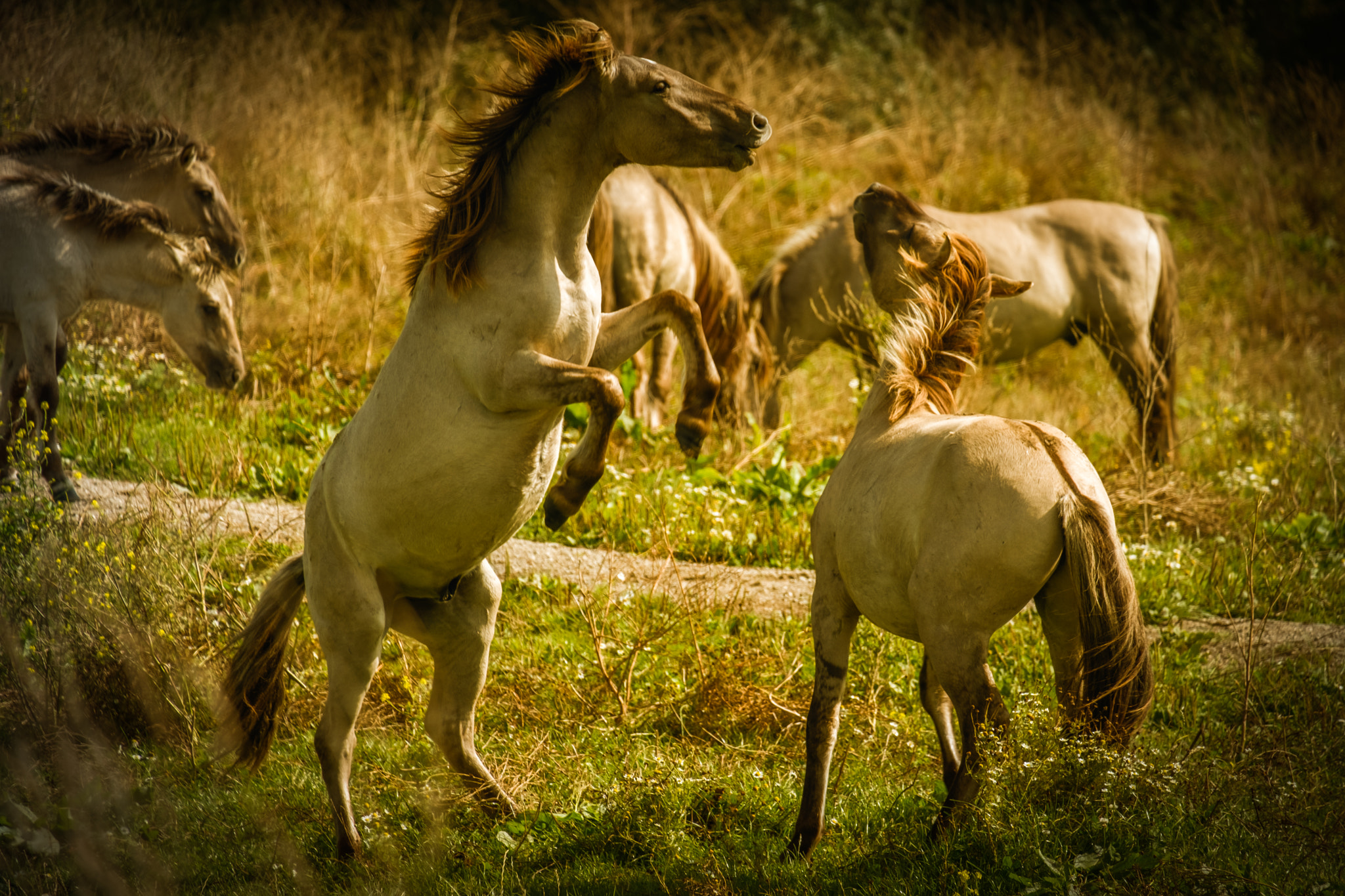 Fujifilm X-Pro2 + Fujifilm XC 50-230mm F4.5-6.7 OIS sample photo. Konik horses photography