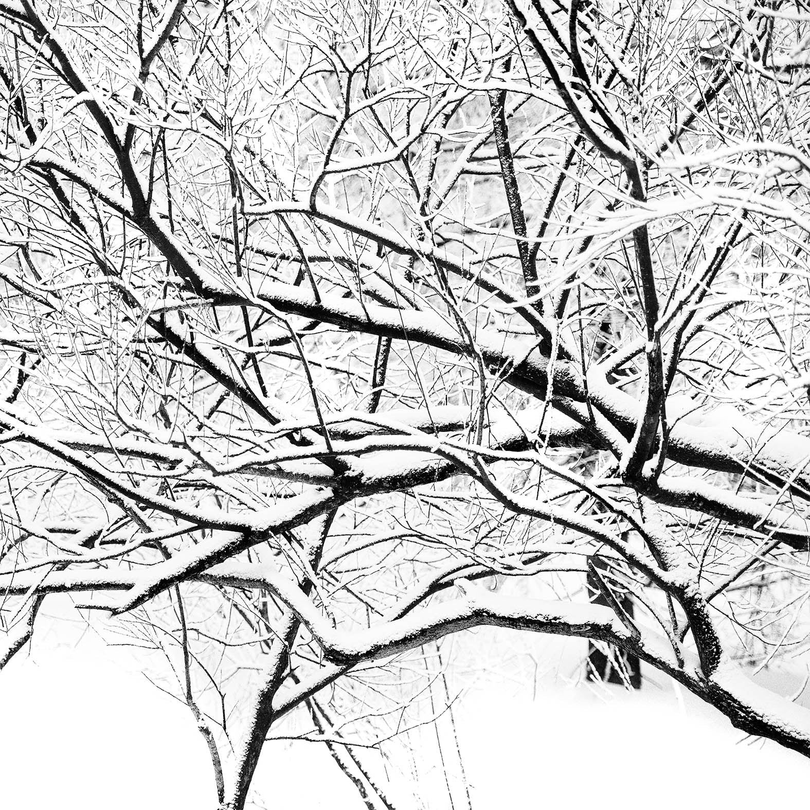 Nikon D3X sample photo. Branches photography