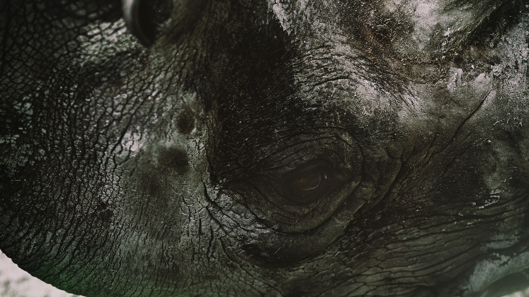 Canon EOS-1D Mark III sample photo. Rhinos eye photography