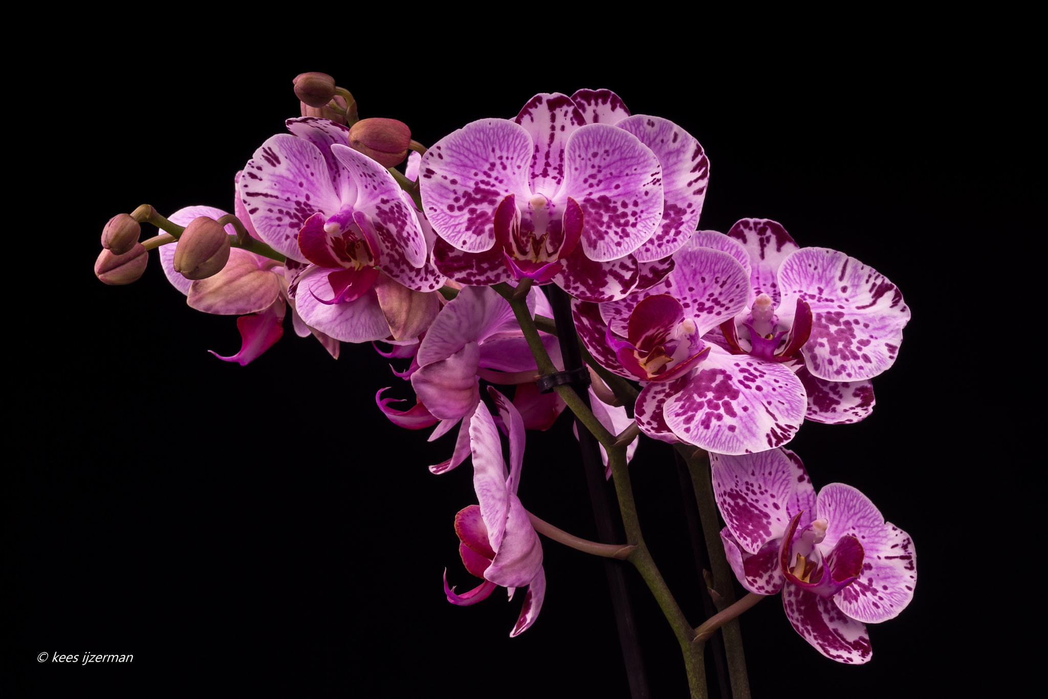 Sony SLT-A77 + Sony 100mm F2.8 Macro sample photo. Orchid. photography
