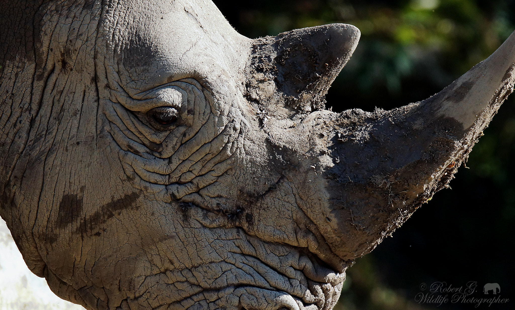 Sony SLT-A77 sample photo. White rhino photography