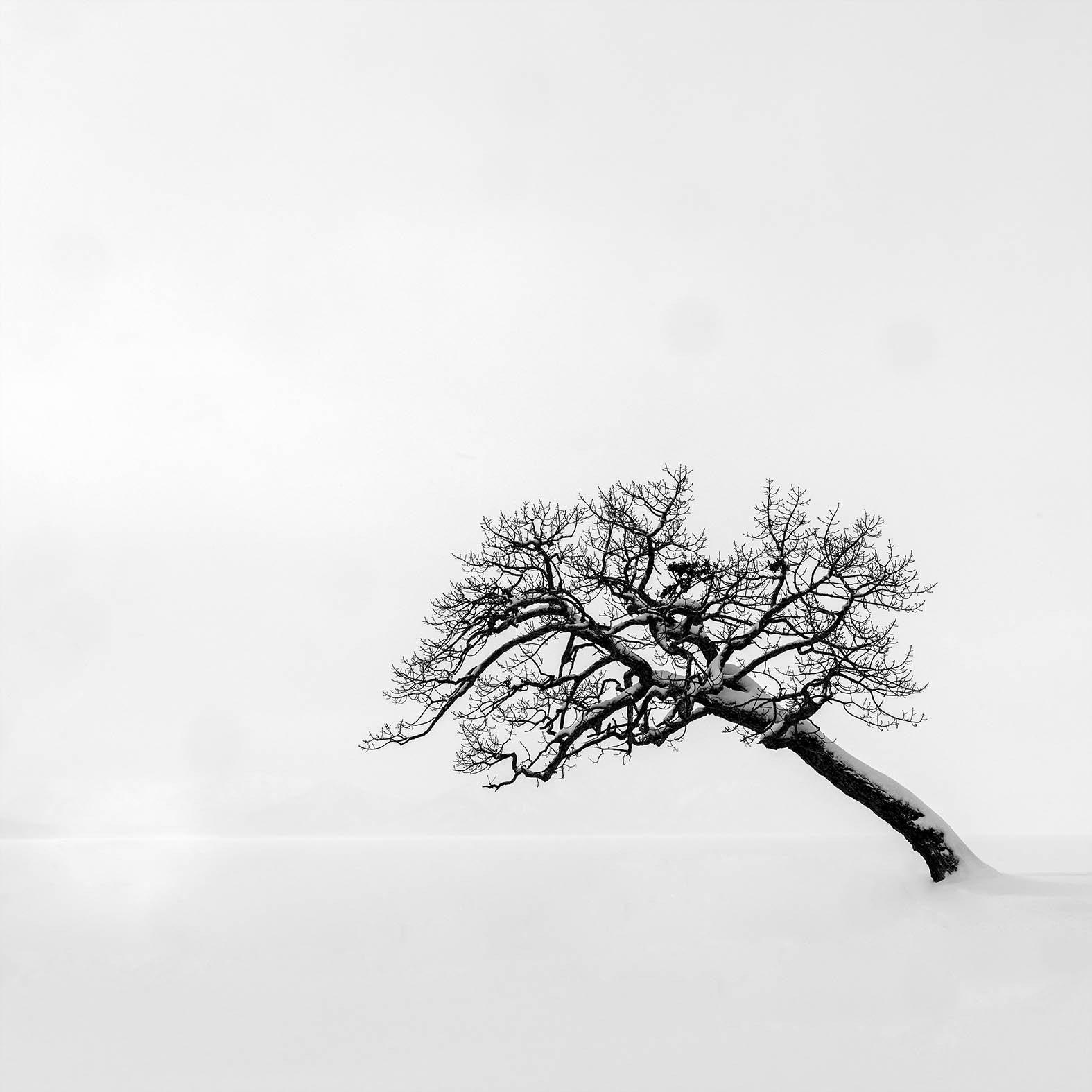 Hasselblad H5D sample photo. Leaning tree photography