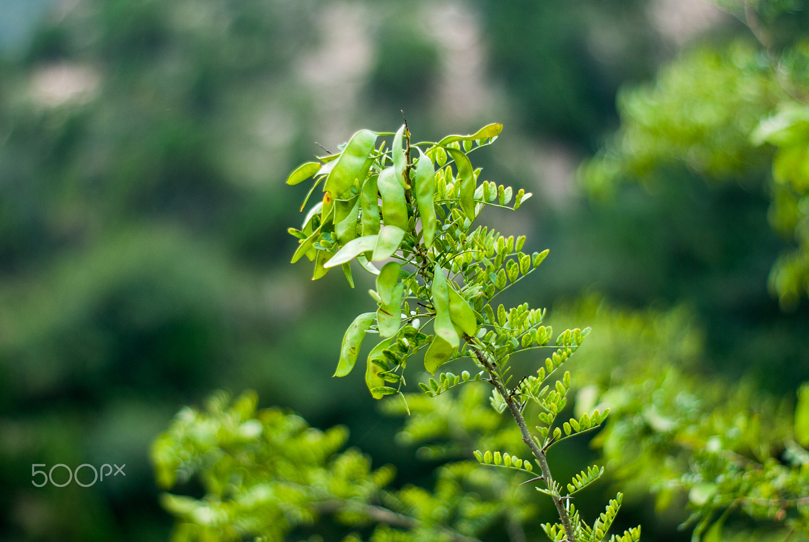 Nikon D3000 sample photo. Green photography
