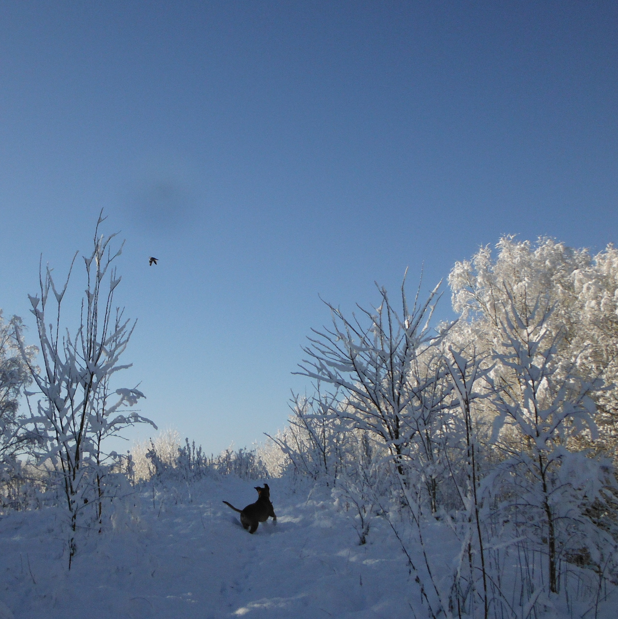 Fujifilm FinePix XP50 sample photo. Snow bird and dog photography