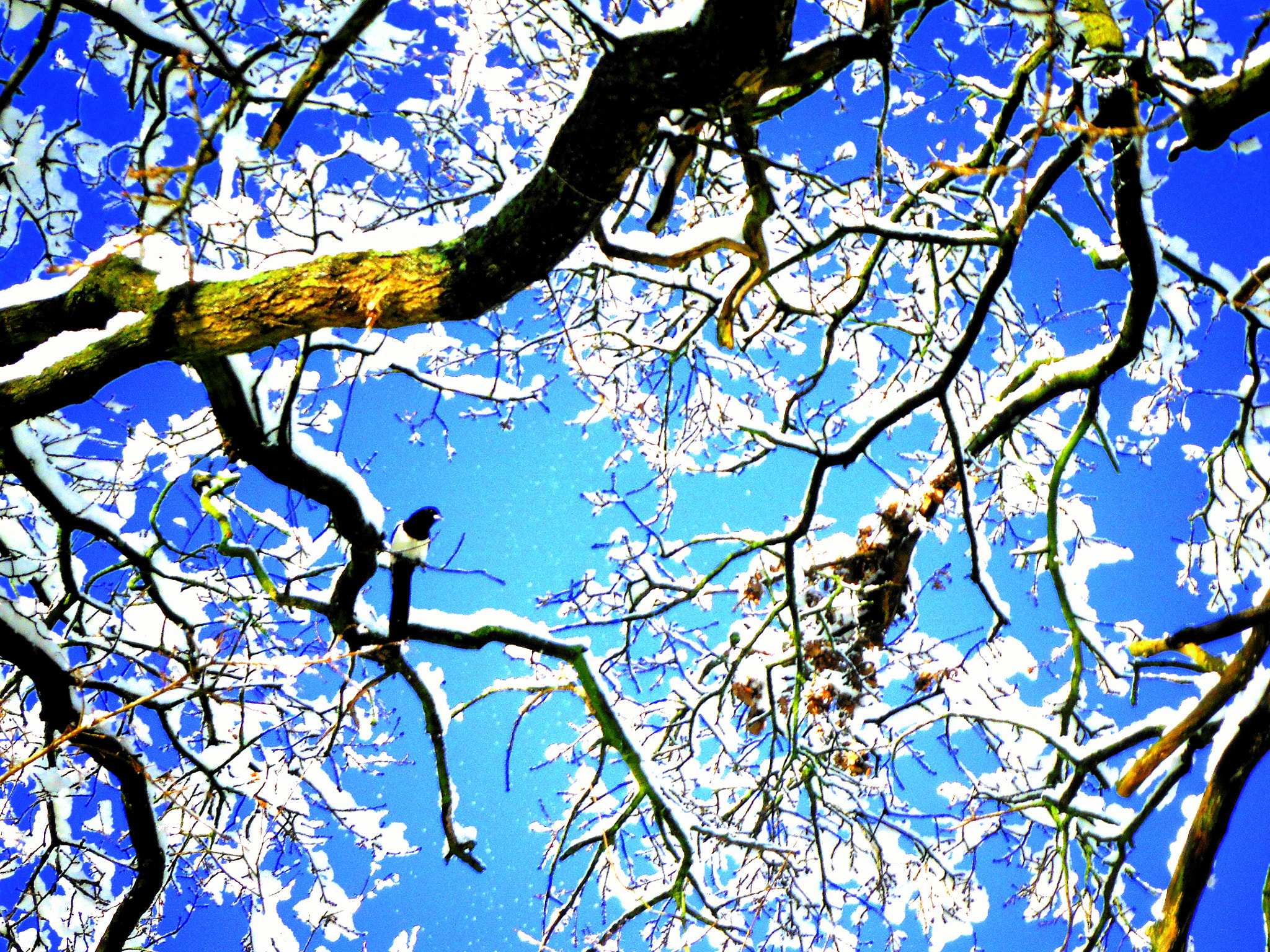 Fujifilm FinePix XP50 sample photo. Tree bird and snow photography