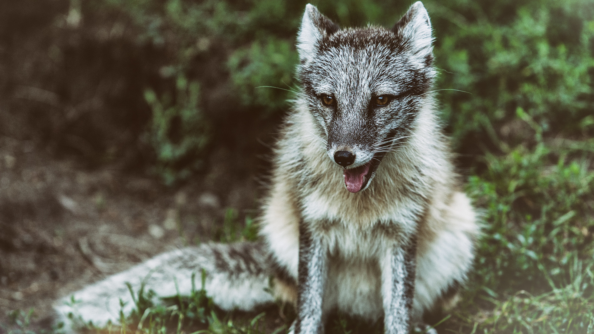 Canon EOS-1D Mark III sample photo. Arctic fox photography