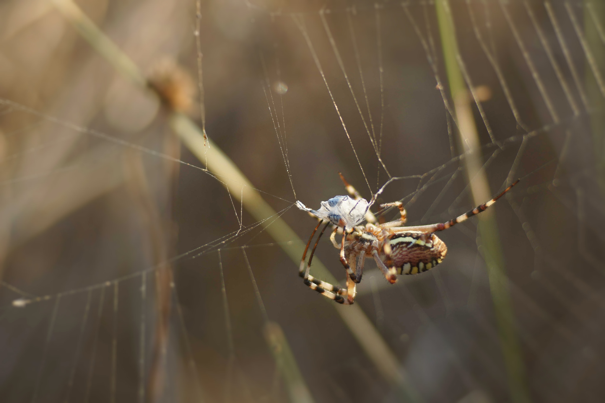 Sony a6000 + Tamron SP AF 90mm F2.8 Di Macro sample photo. Merienda (argiope bruennichi) photography