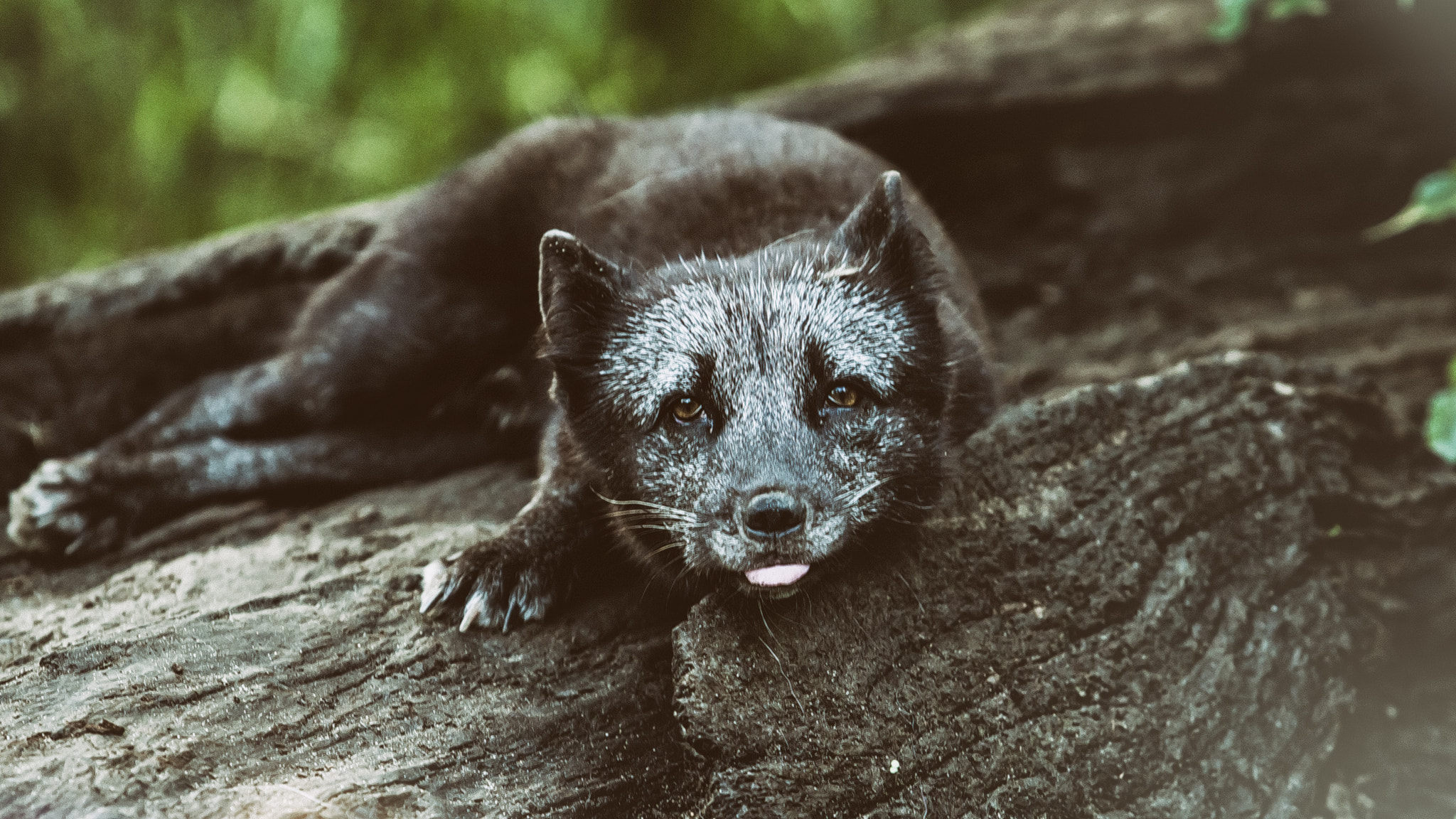 Canon EOS-1D Mark III sample photo. Arctic fox 2 photography