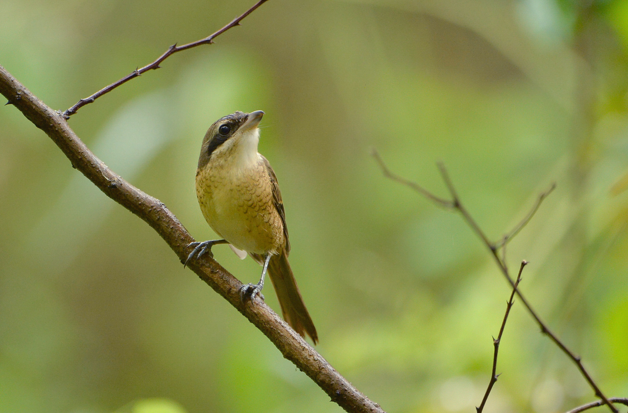 Nikon D4 sample photo. Lanius tigrinus photography