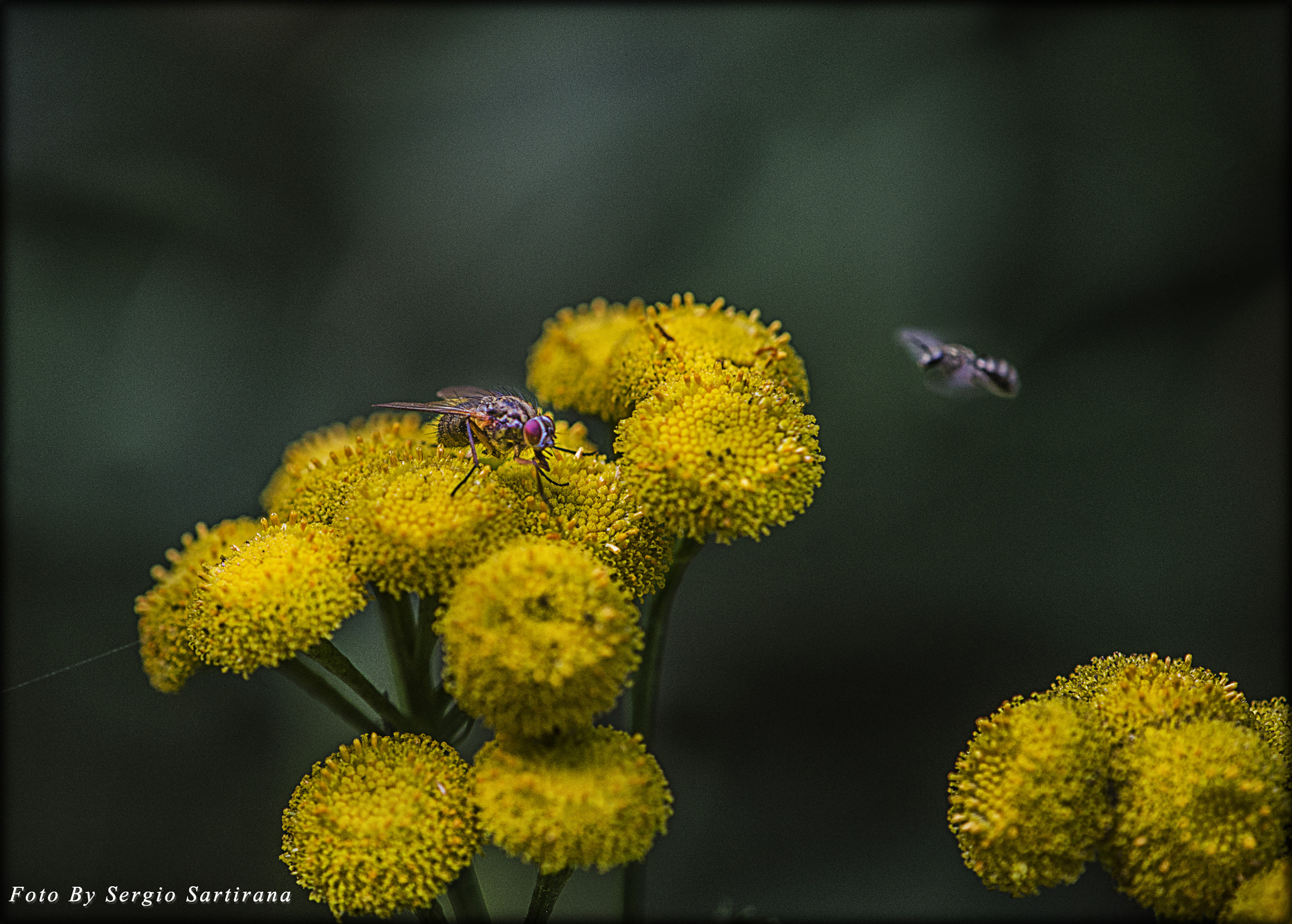 Nikon AF-S DX Micro-Nikkor 85mm F3.5G ED VR sample photo. Fiore giallo con...... photography