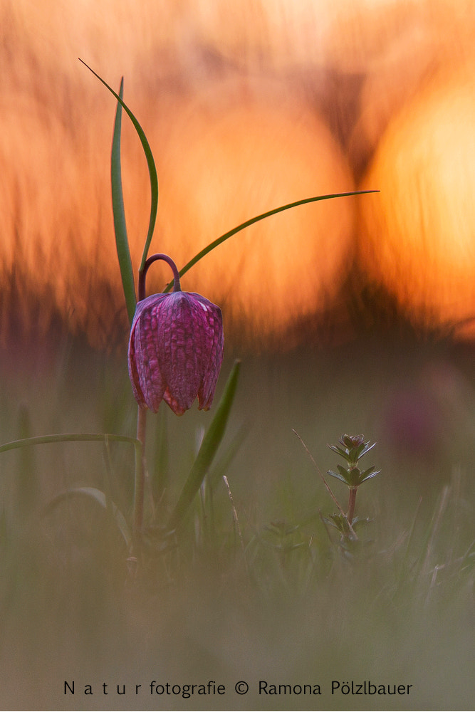 Canon EOS 50D + Sigma 70-200mm F2.8 EX DG OS HSM sample photo. Schachblume photography