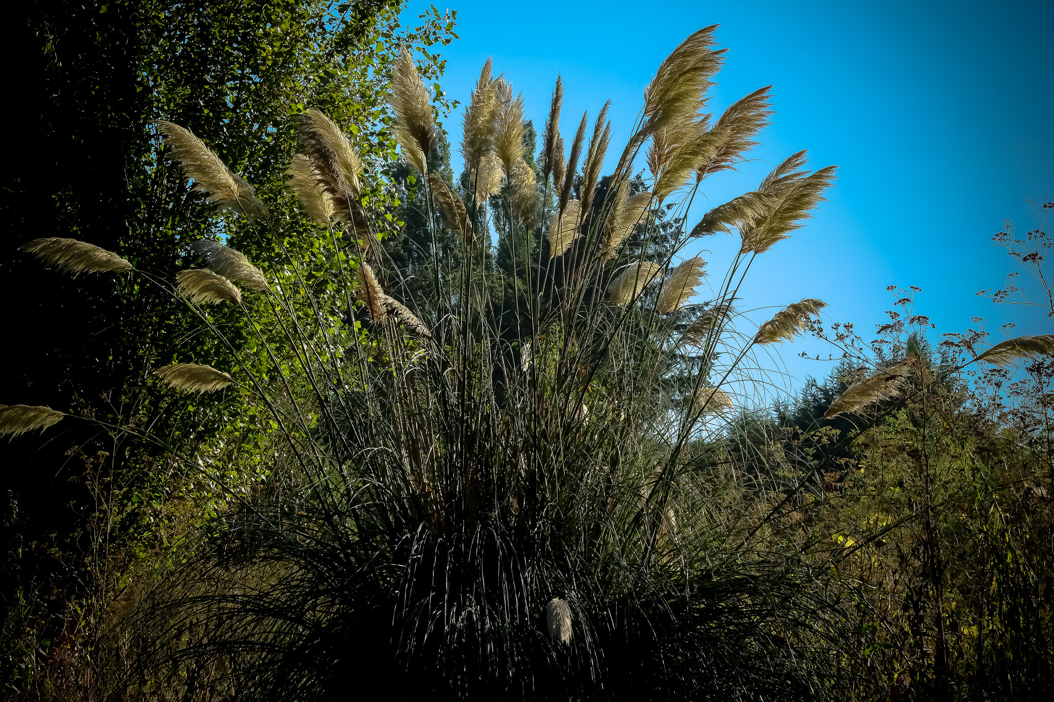 Fujifilm XF 55-200mm F3.5-4.8 R LM OIS sample photo. Lumière de septembre photography