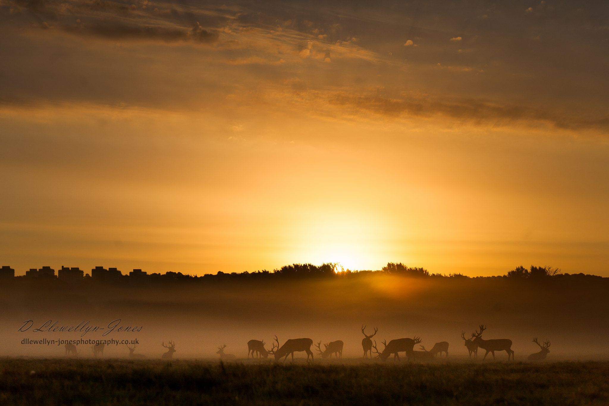 Canon EOS 5D + Sigma 70-200mm F2.8 EX DG OS HSM sample photo. Sunrise at richmond park photography