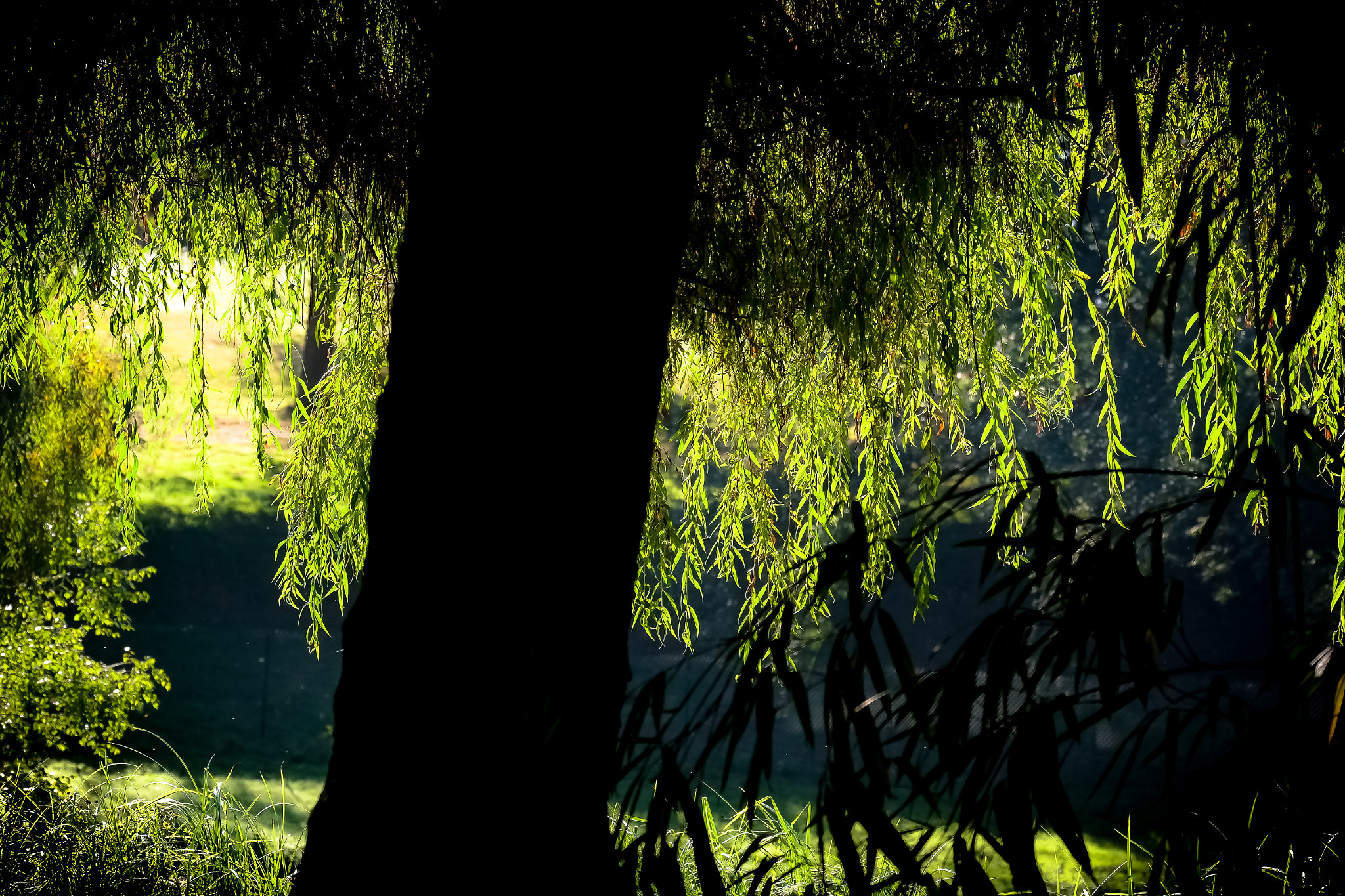 Fujifilm X-Pro1 + Fujifilm XF 55-200mm F3.5-4.8 R LM OIS sample photo. Lumière de septembre photography