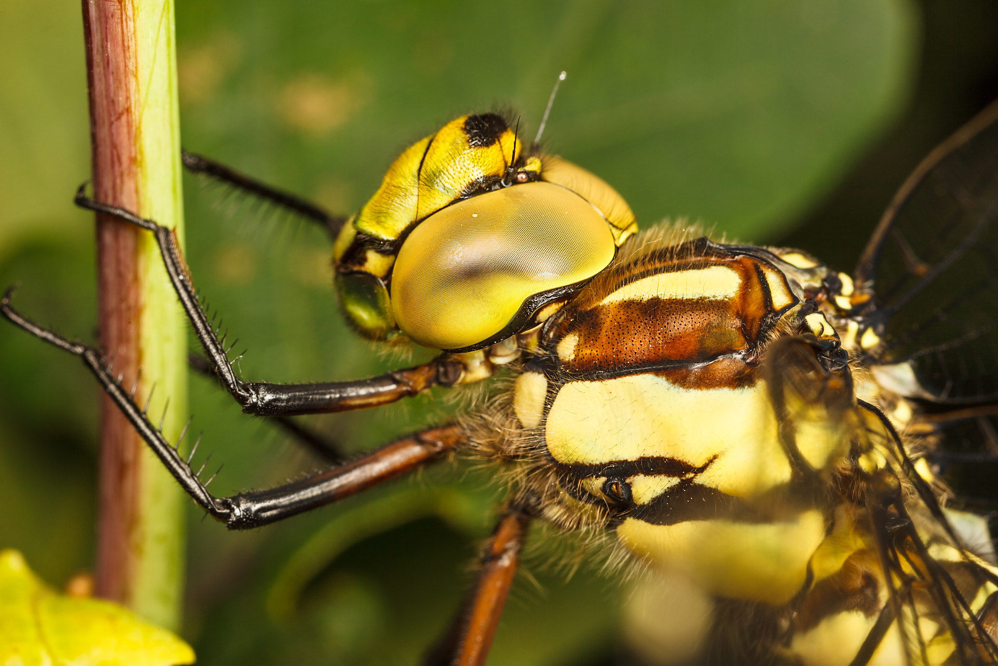 Canon EOS 5D Mark II + Canon MP-E 65mm F2.5 1-5x Macro Photo sample photo. Common darter dragonfly photography