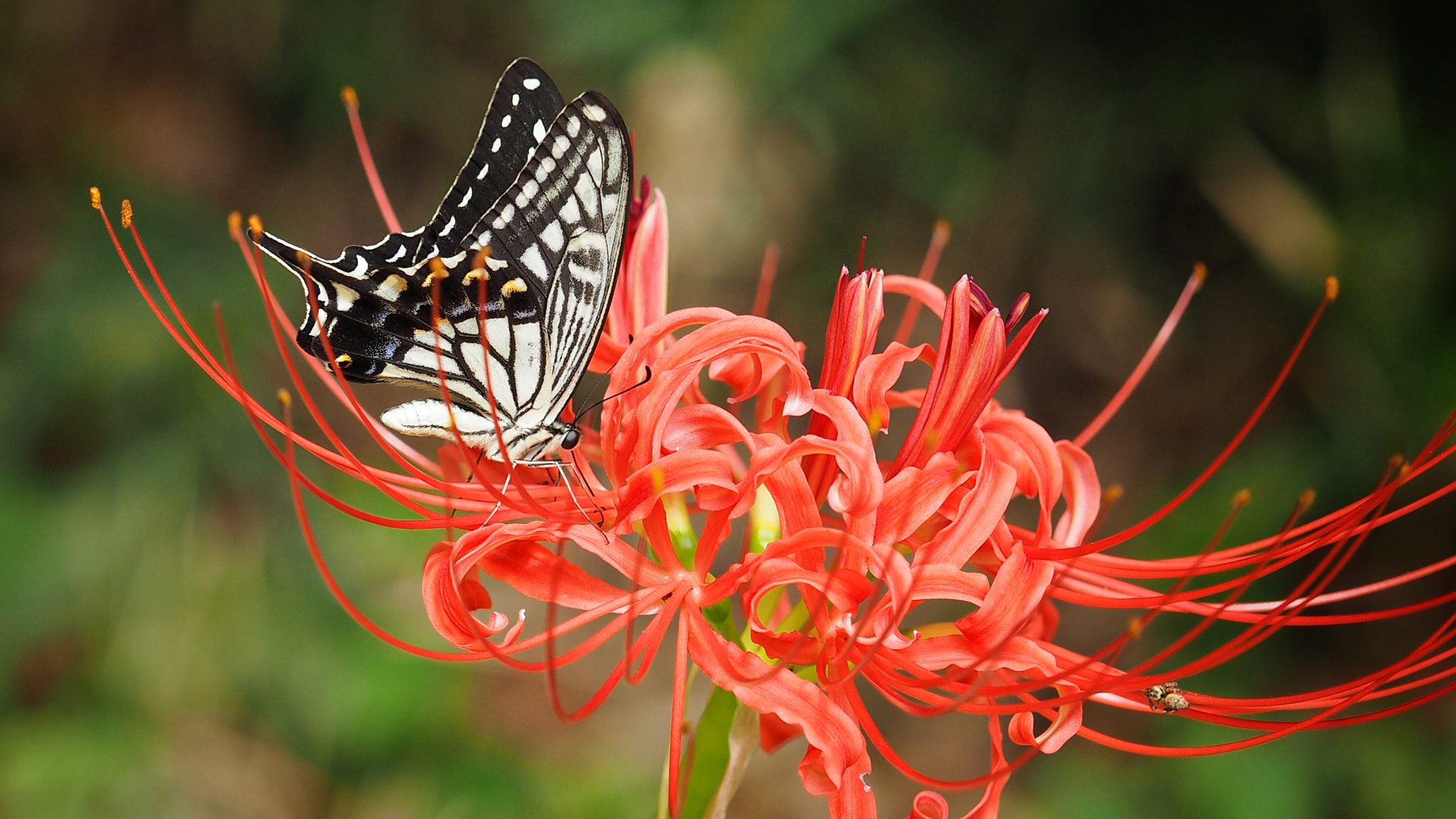 Olympus PEN E-PL7 sample photo. Asian swallowtail and red spider lily photography