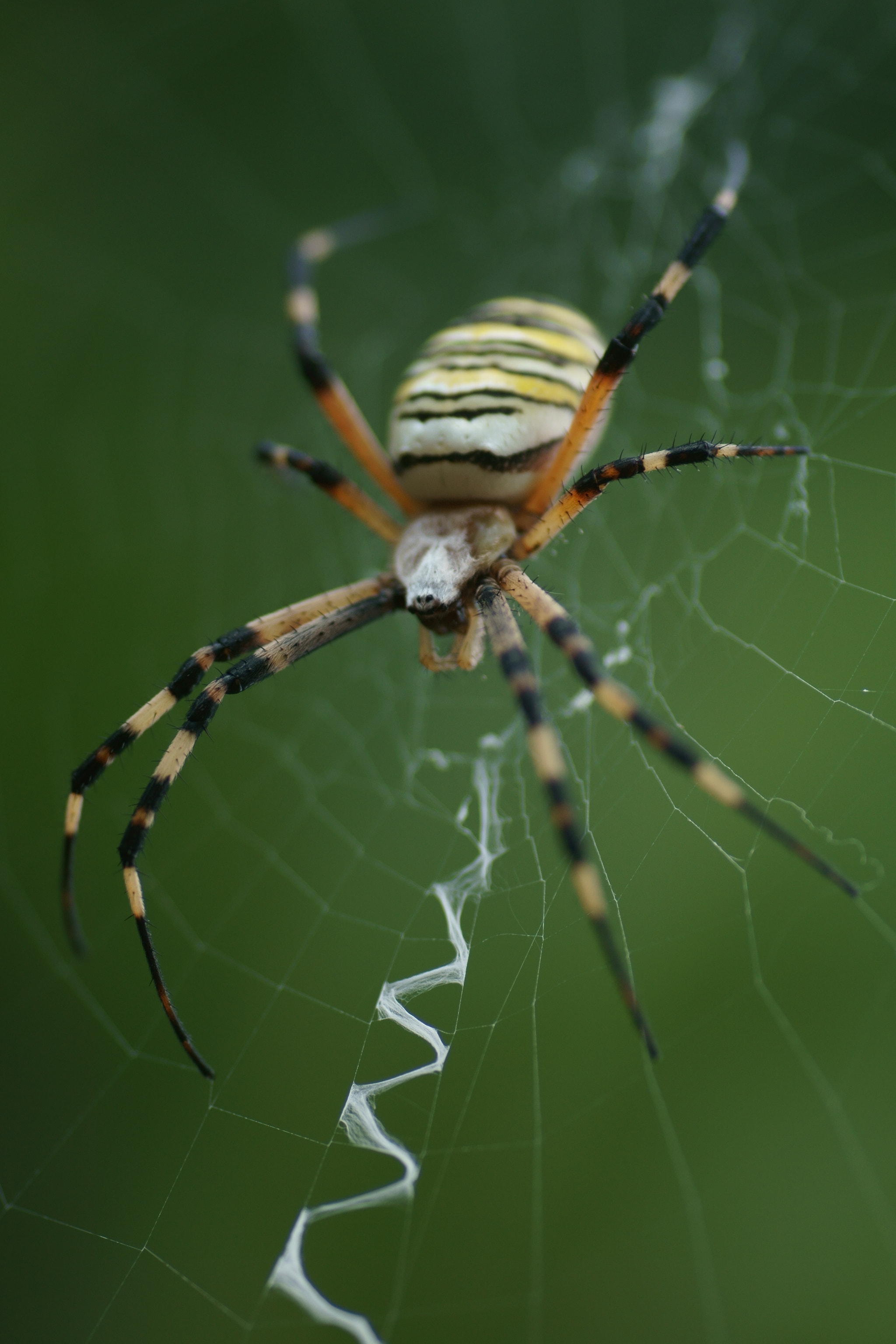 Sony a6000 + Tamron SP AF 90mm F2.8 Di Macro sample photo. Argiope bruennichi (fondo verde) photography