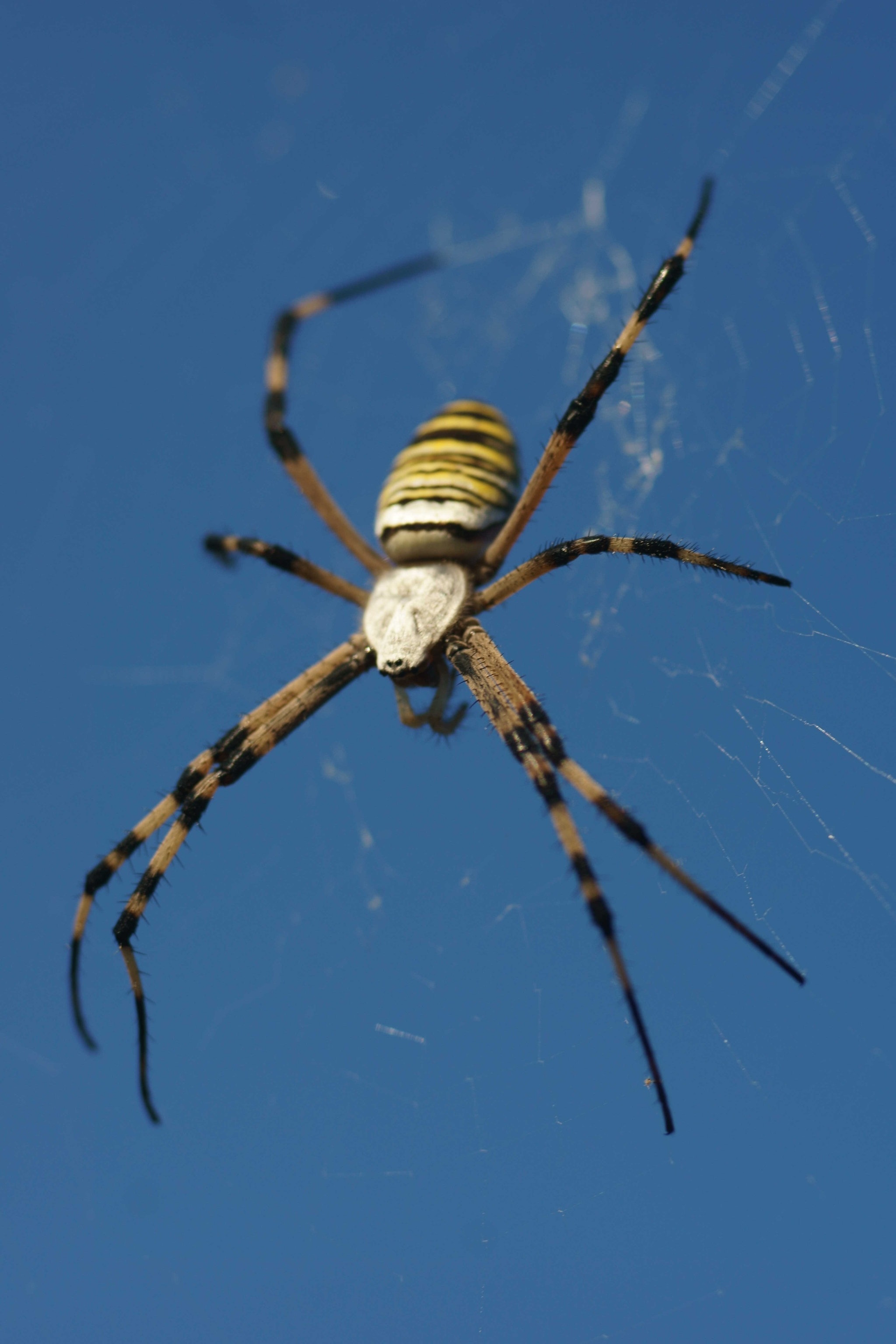 Sony a6000 + Tamron SP AF 90mm F2.8 Di Macro sample photo. Argiope bruennichi (fondo azul) photography