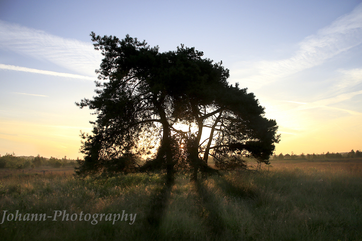 Canon EF 28-135mm F3.5-5.6 IS USM sample photo. Lonely tree photography