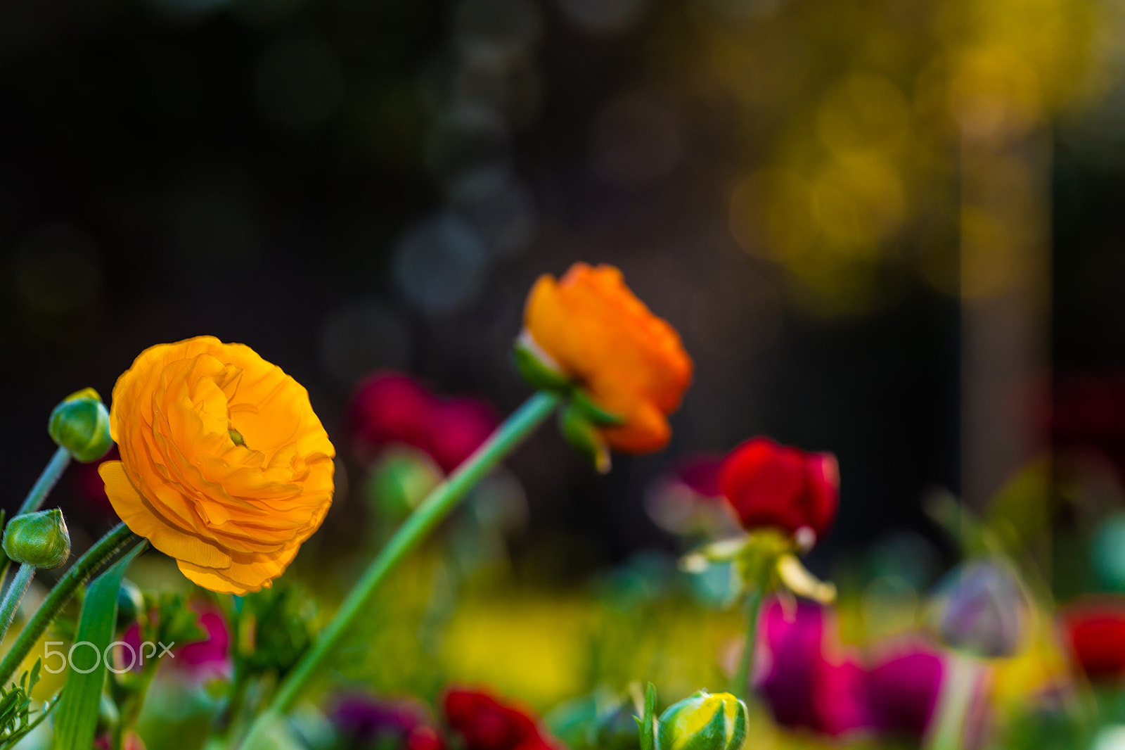 Sigma APO Macro 180mm F2.8 EX DG OS HSM sample photo. I dream of flowers photography