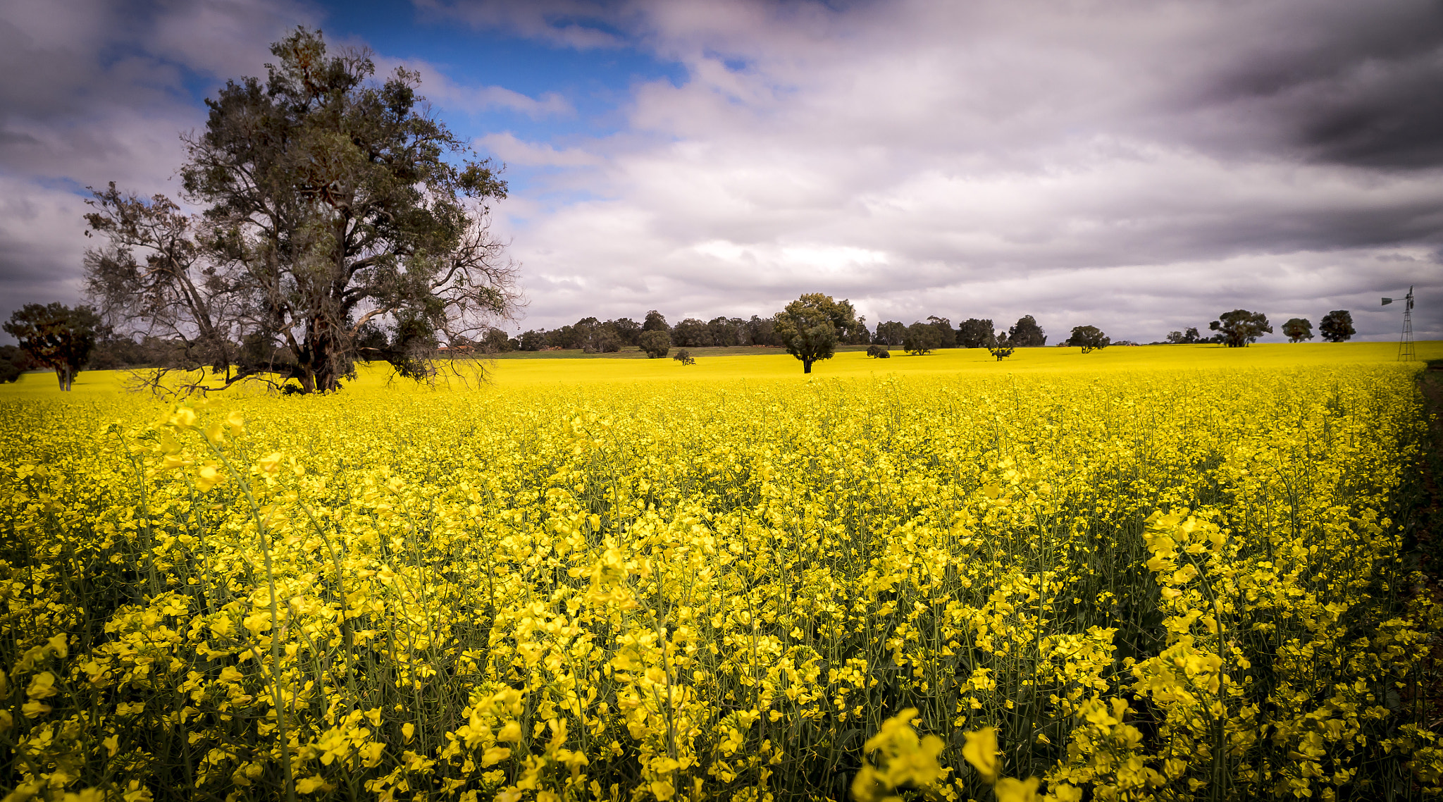 Nikon D4 + Nikon AF Nikkor 24mm F2.8D sample photo. " canola  field " photography