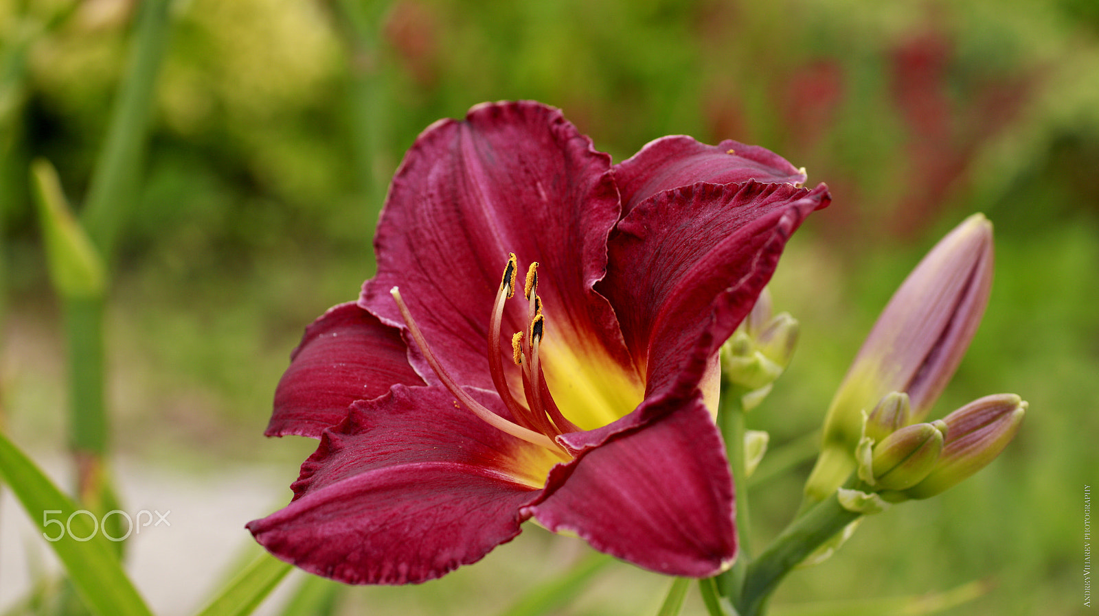 Sigma 50mm F1.4 EX DG HSM sample photo. Day lily photography