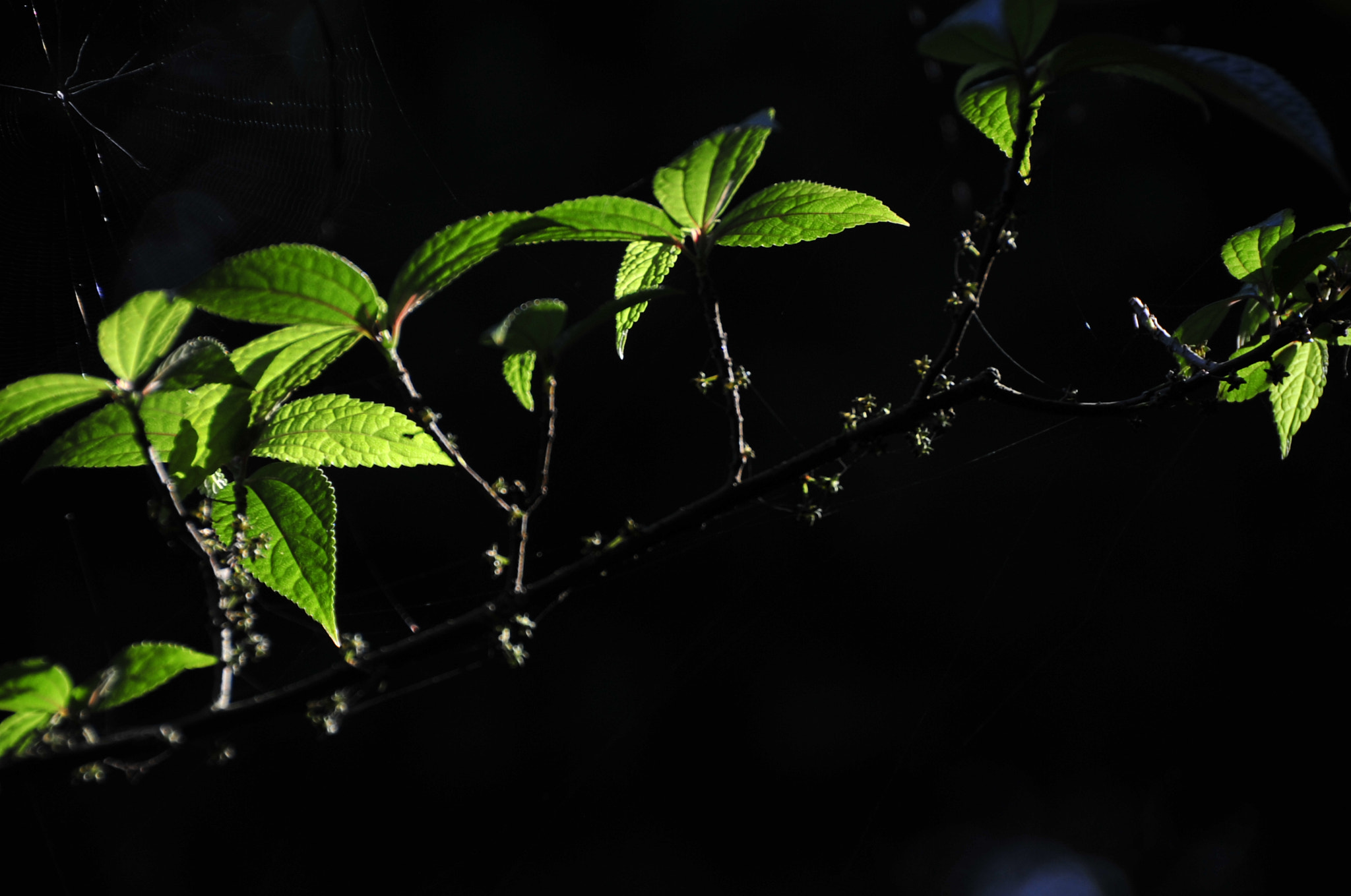 Nikon D3 sample photo. .. photography